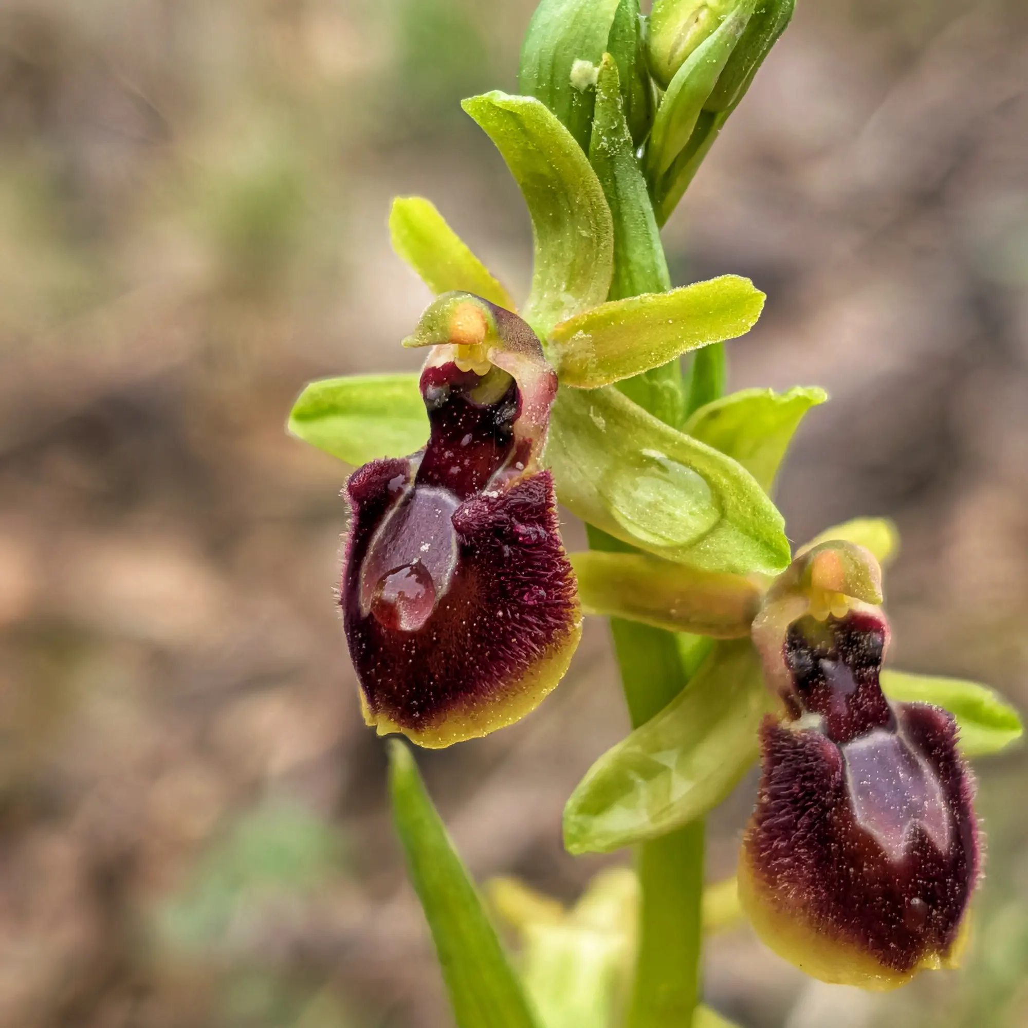 Close-up of two Ophrys passionis orchids. Dark velvety labellum, green sepals, and clear raindrops. Blurred natural background.