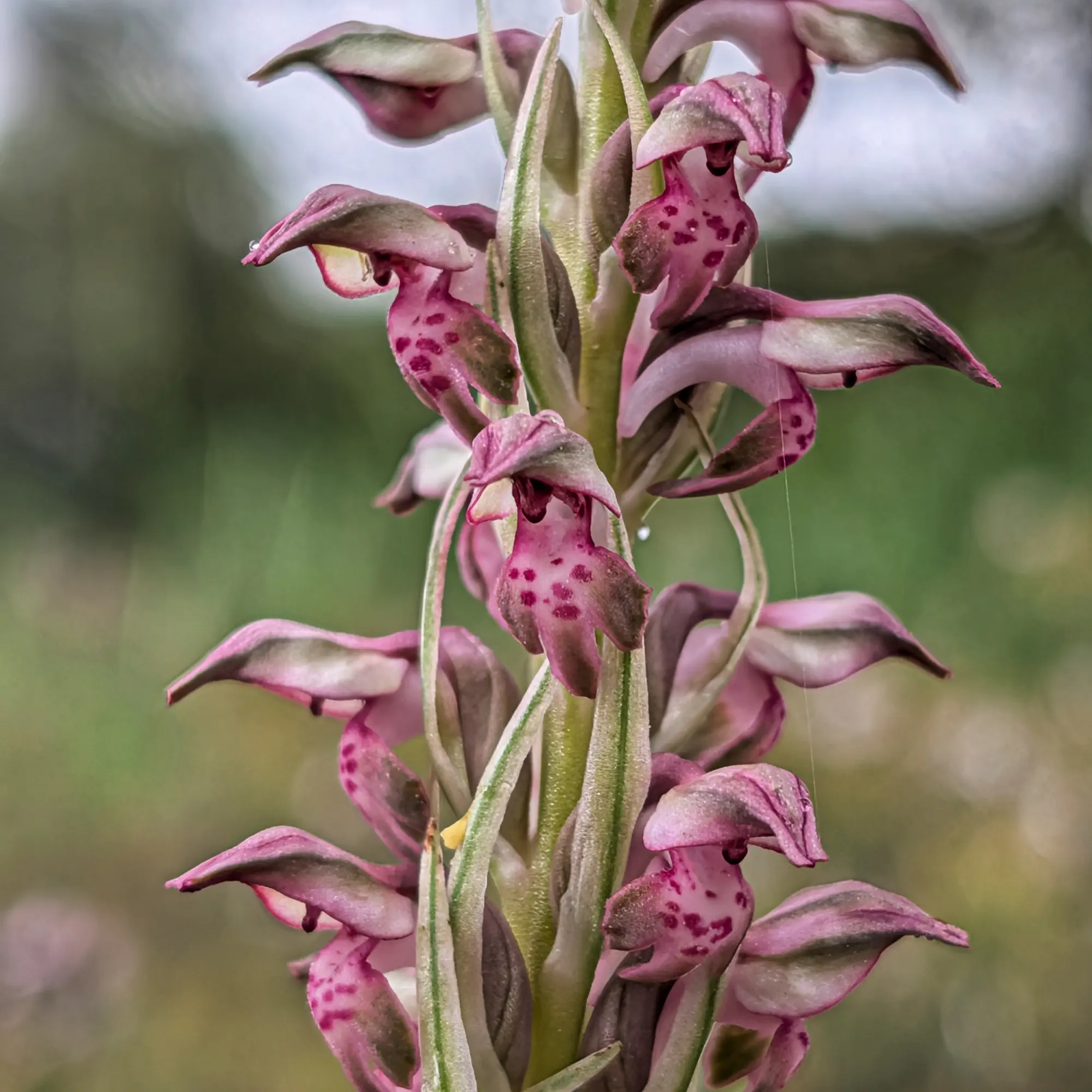 Close-up of Anacamptis coriophora subsp. fragrans orchid with pink and spotted petals. Small water droplets are visible.
