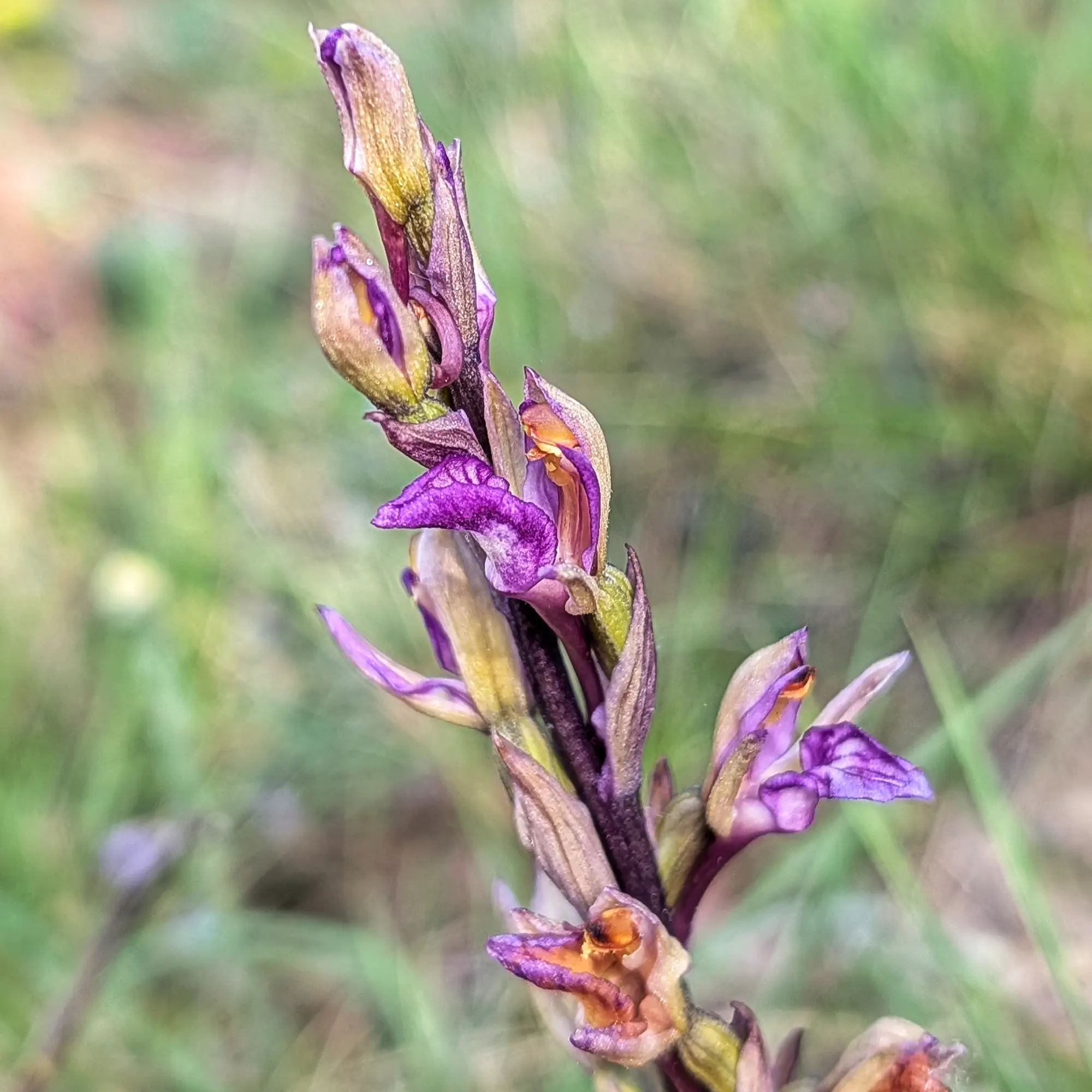 Primer pla d'una tija de Limodorum abortivum amb flors liles, verdoses i amb detalls ataronjats, fons borrós.
