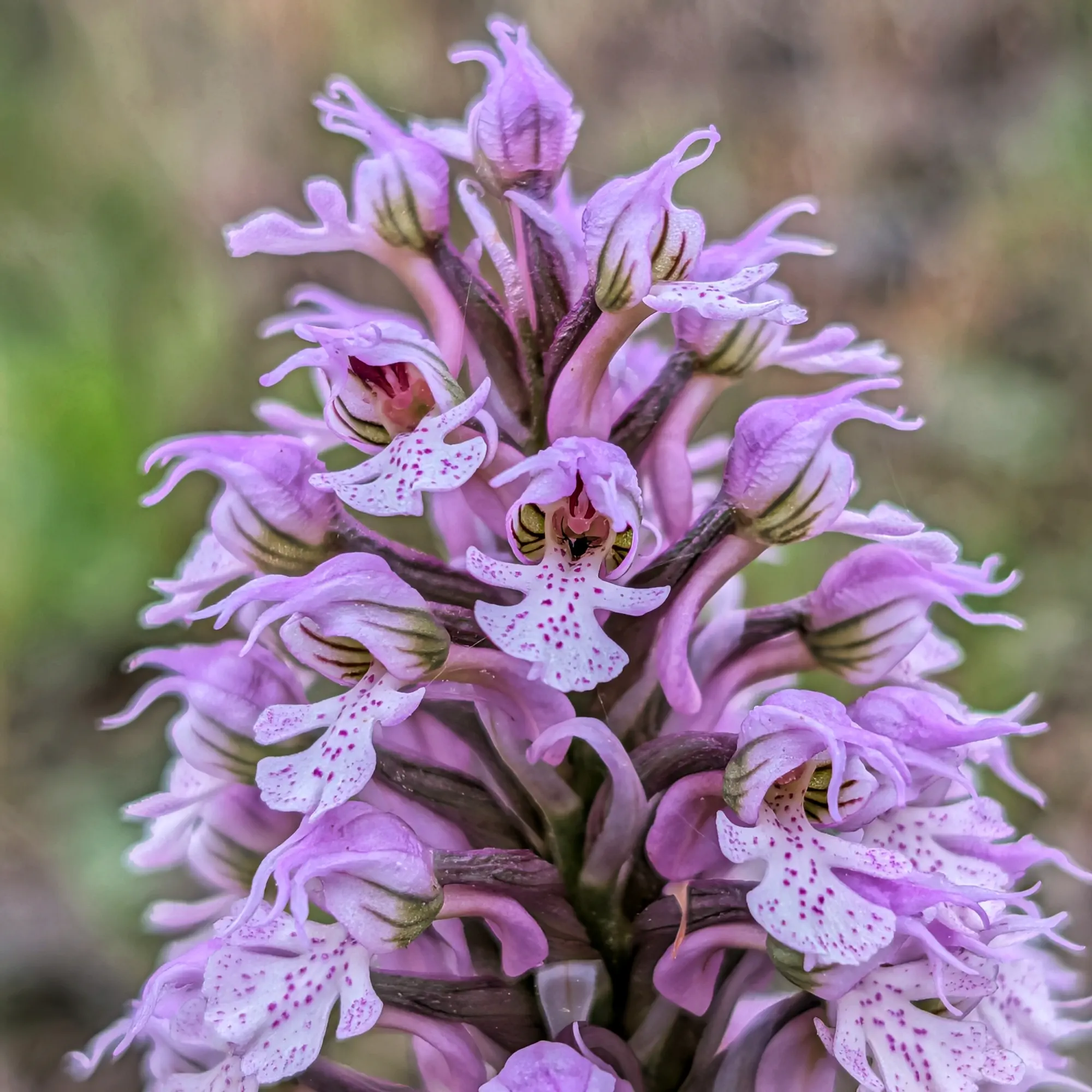 Primer plano de una espiga de orquídea Neotinea conica lila con labios blancos salpicados de fucsia, fondo verde borroso.