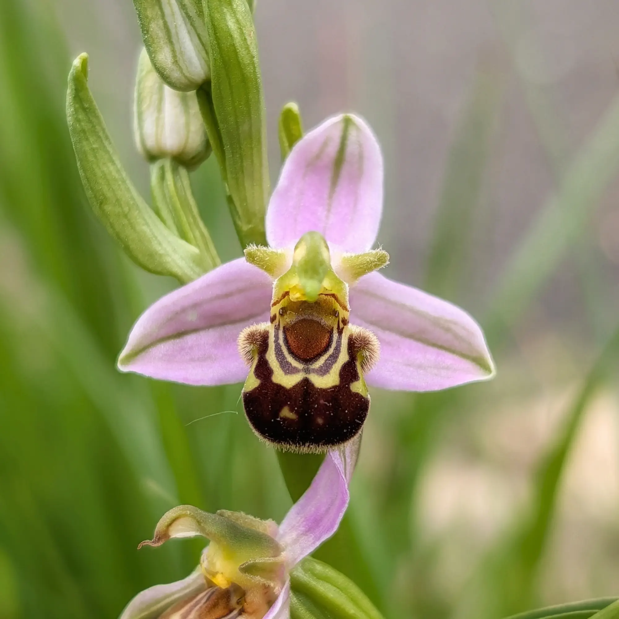 Orquídia abellera (Ophrys apifera) en primer pla, amb pètals rosats i label·lum marró que imita una abella, a Aude.
