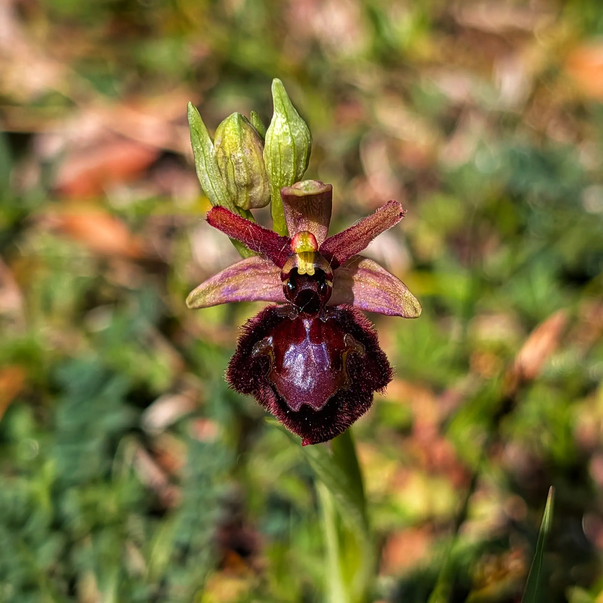 Primer pla d'una orquídia híbrida d'Ophrys amb label fosc pelut, especul iridescent i pètals verd-lila.