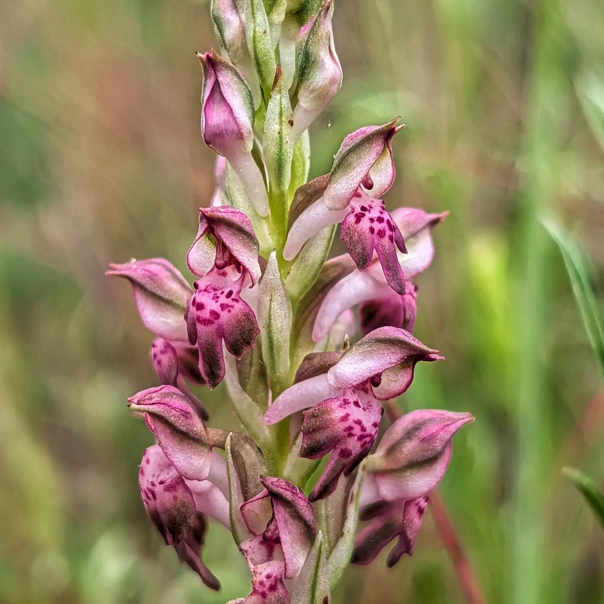 Close-up of Anacamptis coriophora subsp. fragrans orchid, pink and purple flowers with spotted petals on a green stem.