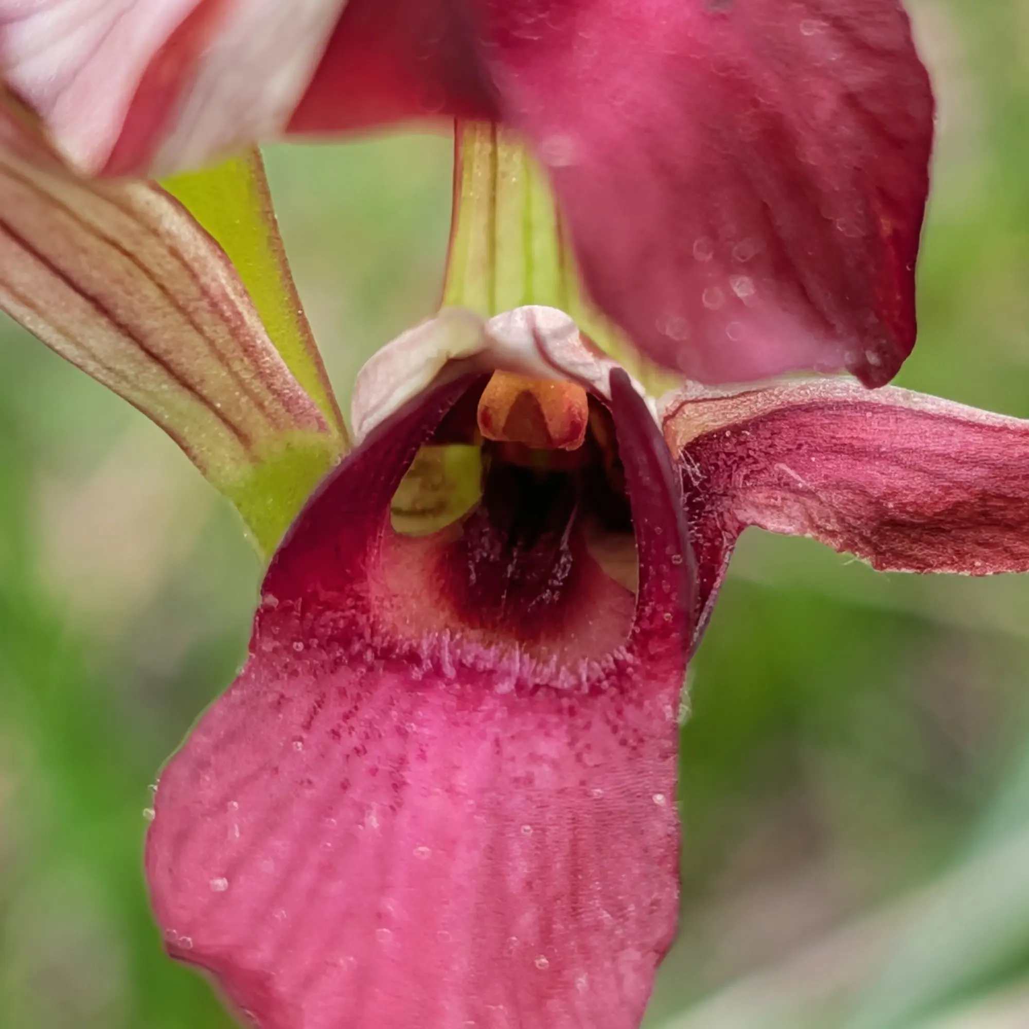 Primer pla d'una orquídia Serapias cordigera de color rosa fosc amb el fons verd borrós.