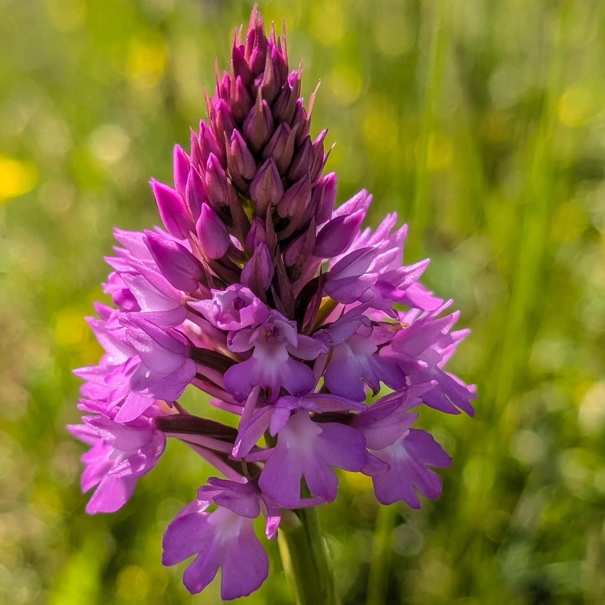 Pyramidal Orchid (Anacamptis pyramidalis) in a green meadow, with pink flowers.