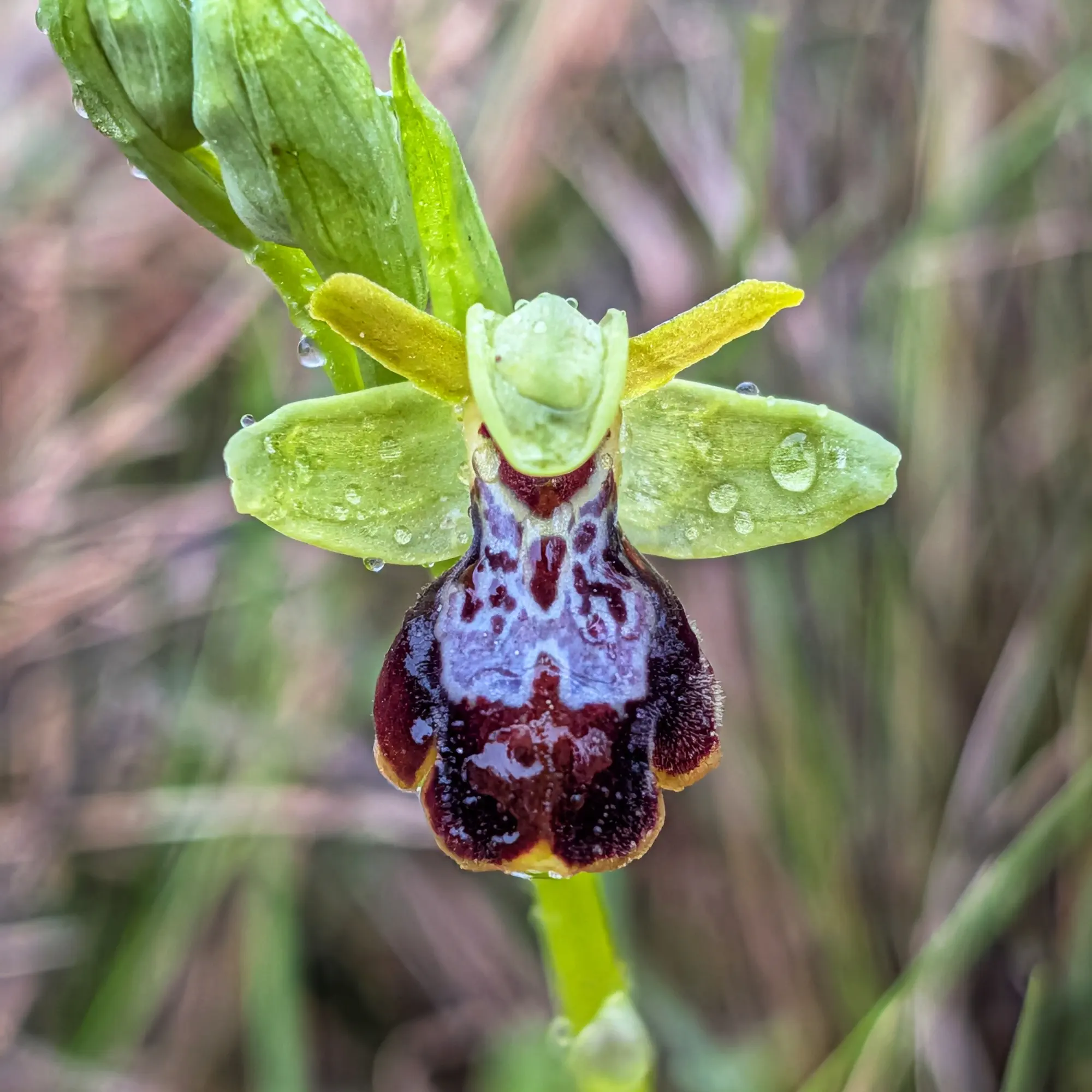 Primer plano de orquídea Ophrys verde con labelo oscuro, patrón iridiscente y gotas de agua.
