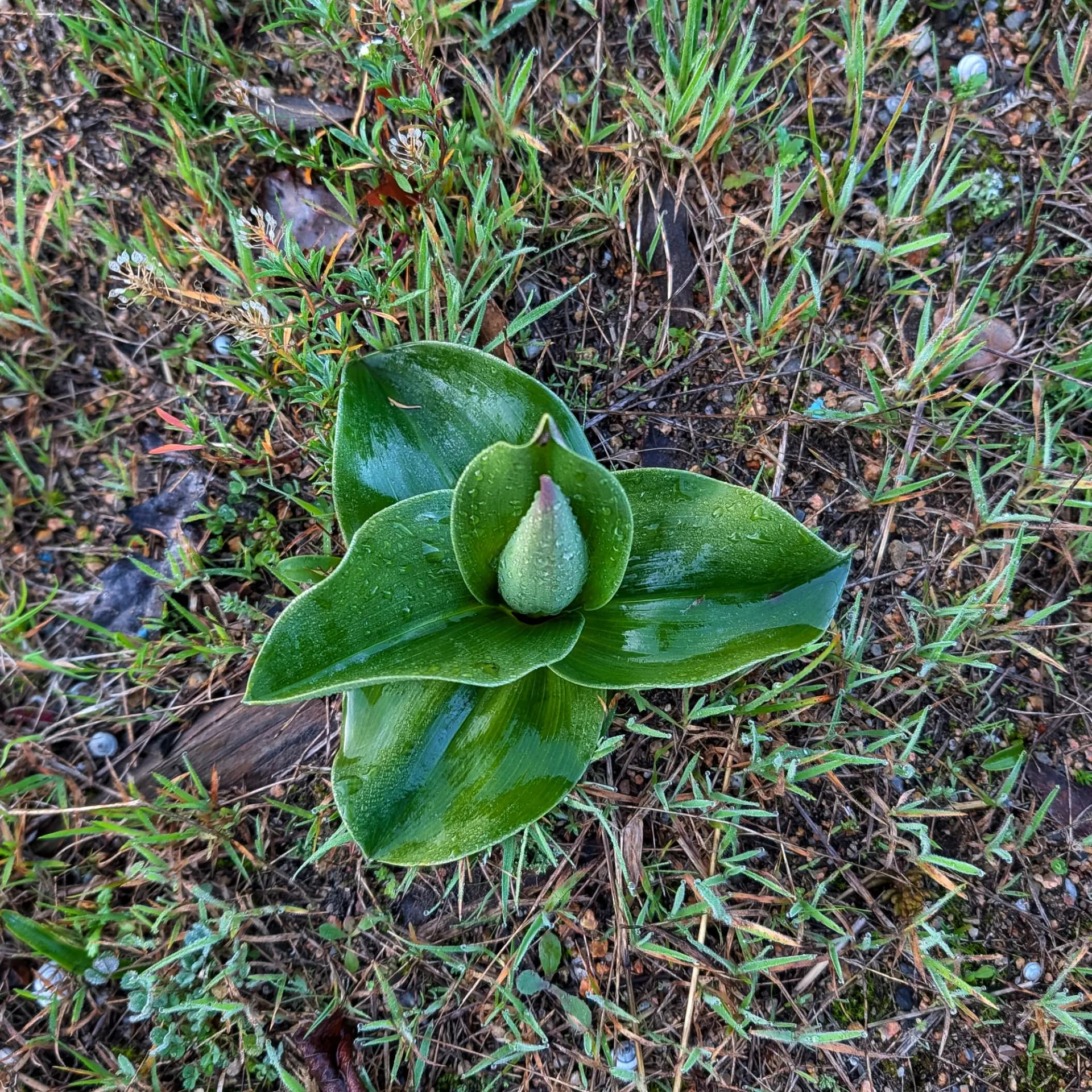Planta d'orquídia Himantoglossum robertianum sense flor, amb gotes de pluja.