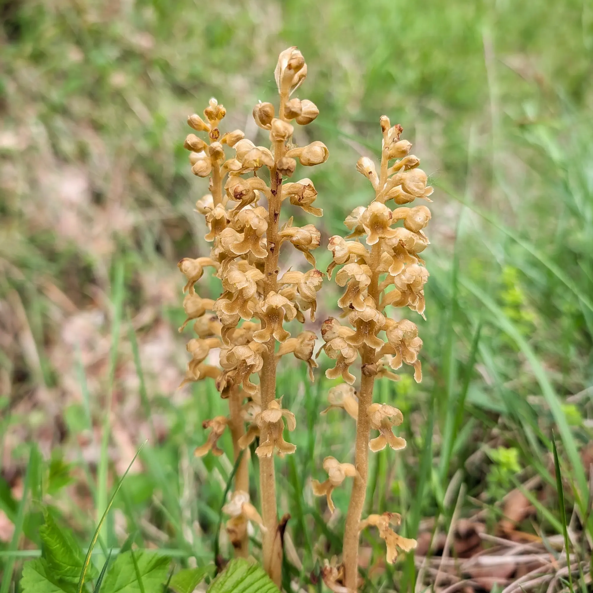Primer pla de diverses tiges marrons d'orquídia Neottia nidus-avis amb flors petites sobre fons verd i marró desenfocat.