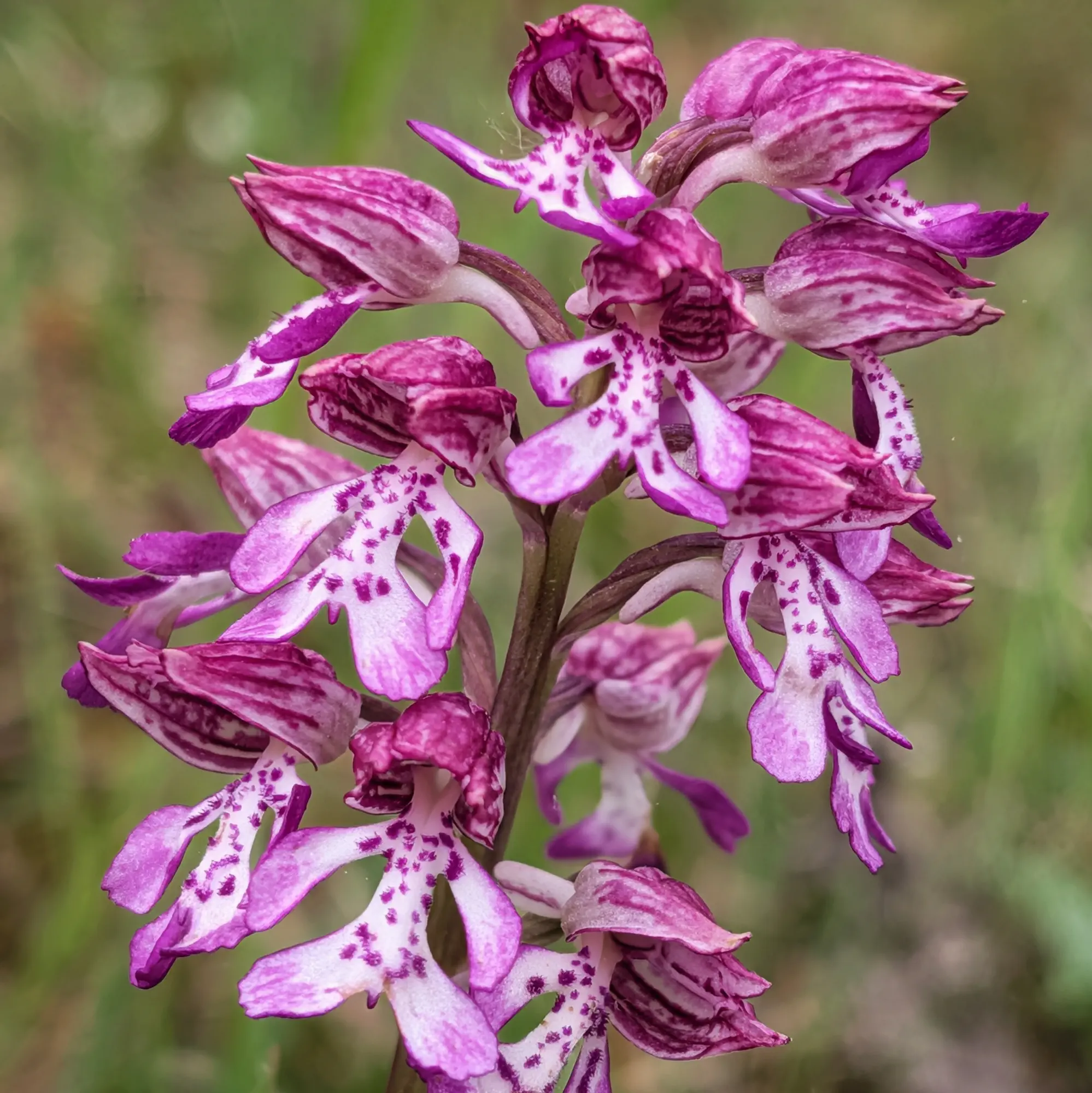 Orquídia híbrida Orchis ×hybrida, amb flors tacades morades i blanques sobre fons verd.