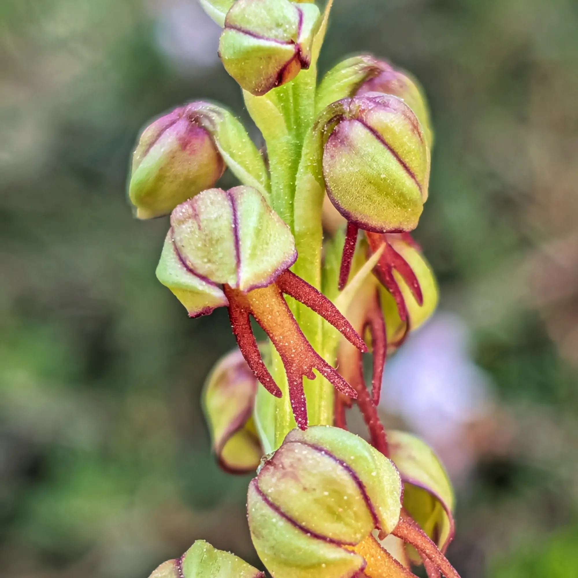 Primer pla d'una Orchis anthropophora amb flors verdes i magenta a les seves inflorescències característiques.