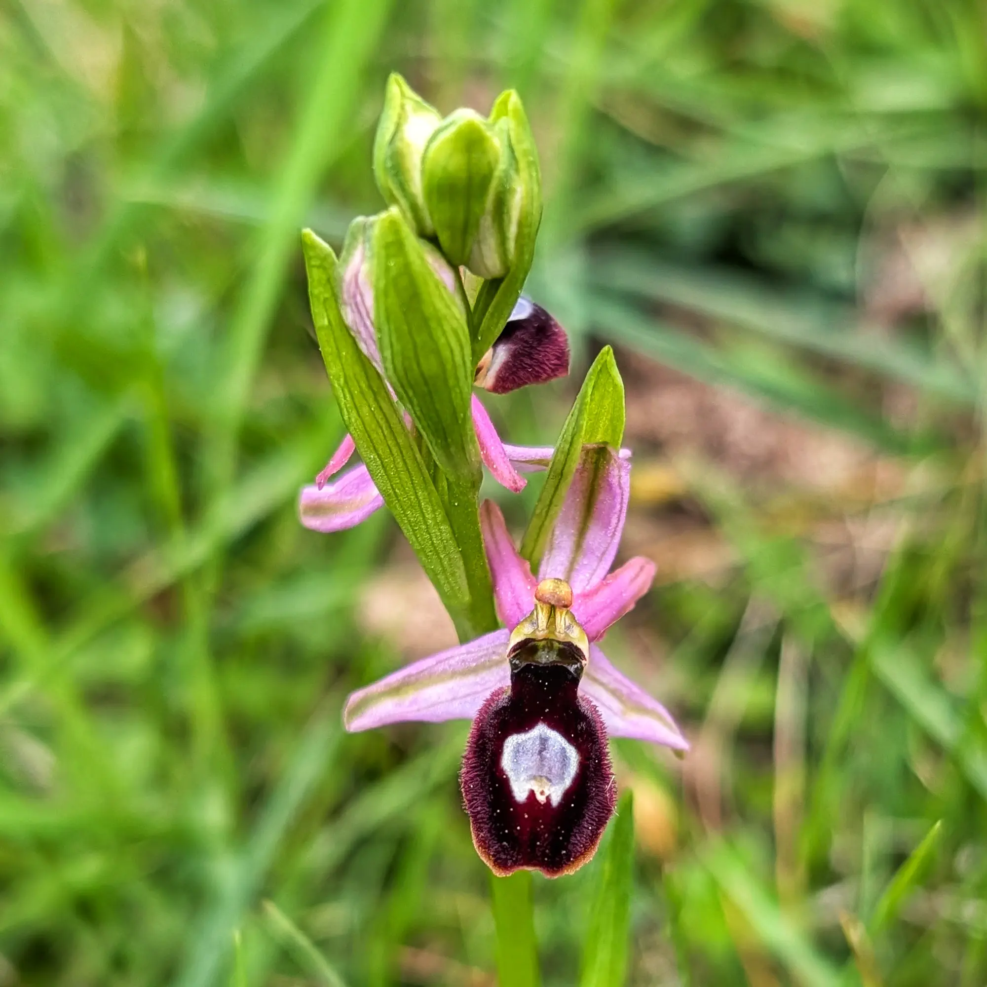 Flor d'Ophrys catalaunica amb pètals rosats i label fosc amb taca blanca, sobre fons verd borrós.