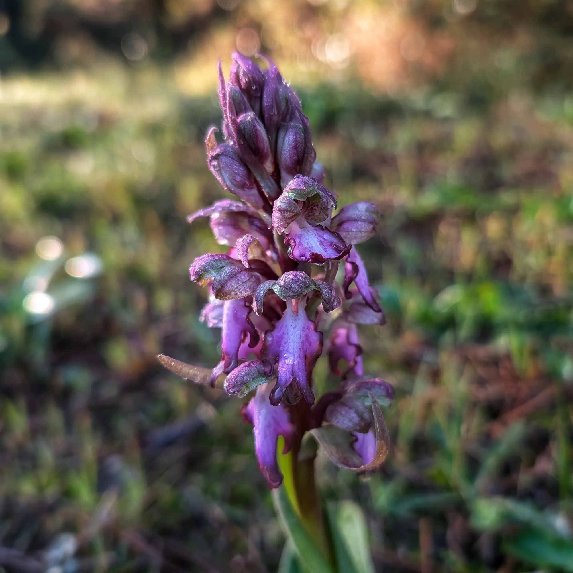 Orquídia Himantoglossum robertianum florida amb gotes de pluja.