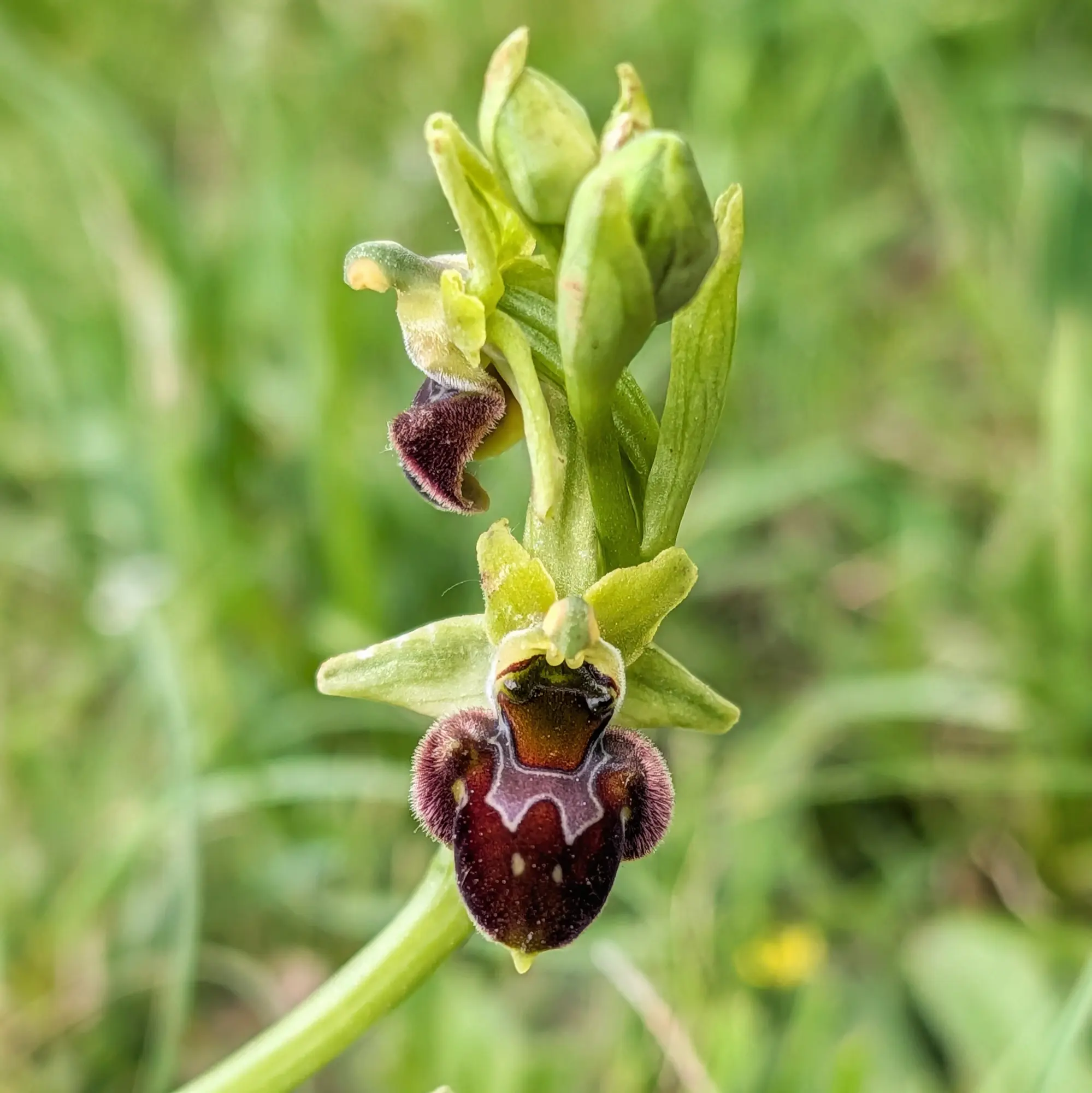 Primer pla d'orquídia Ophrys ×nouletii amb label vermell fosc i pelut, i sèpals verds, sobre fons verd difuminat.