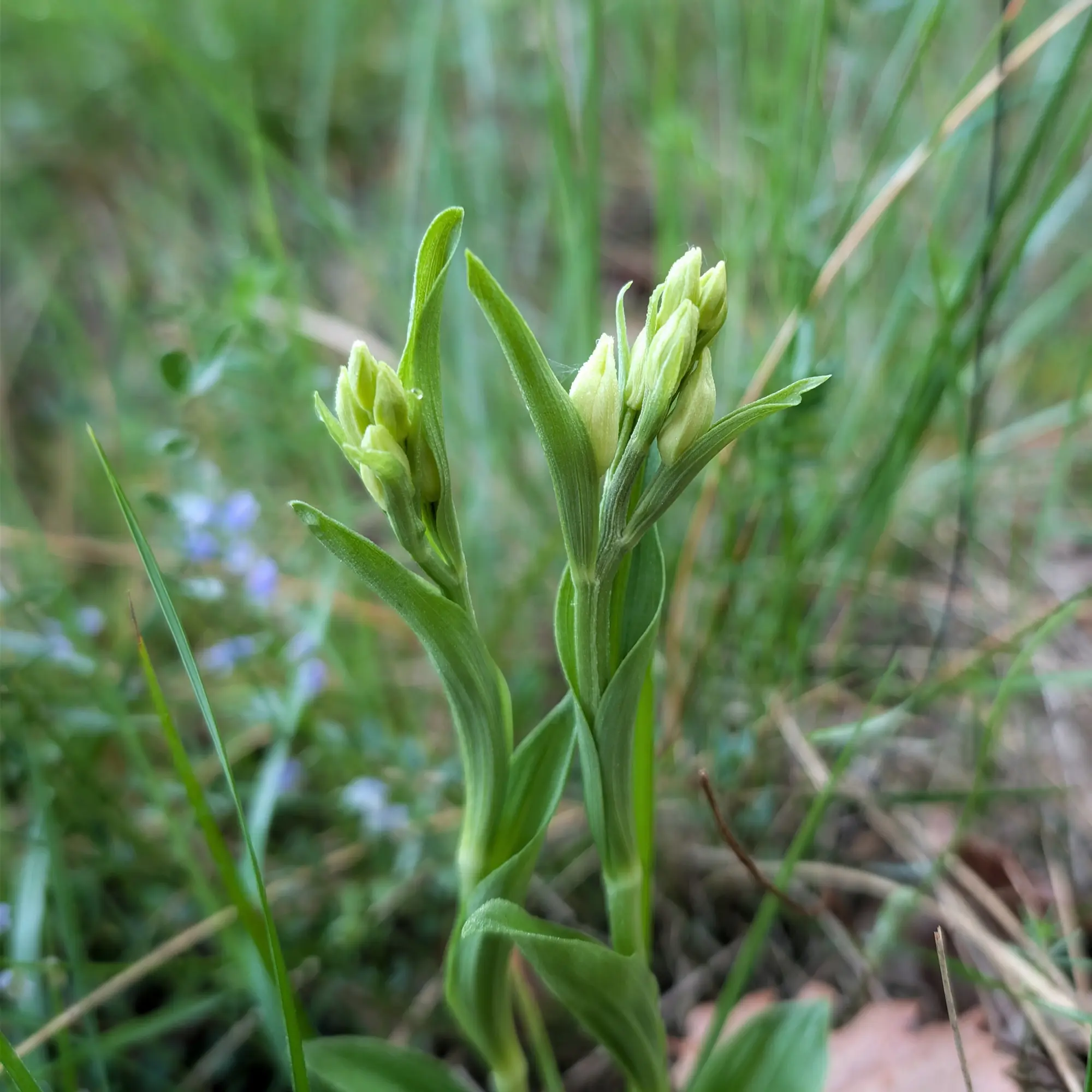 Close-up of two White Helleborine (Cephalanthera damasonium) orchid plants with pale green buds, in a green undergrowth.