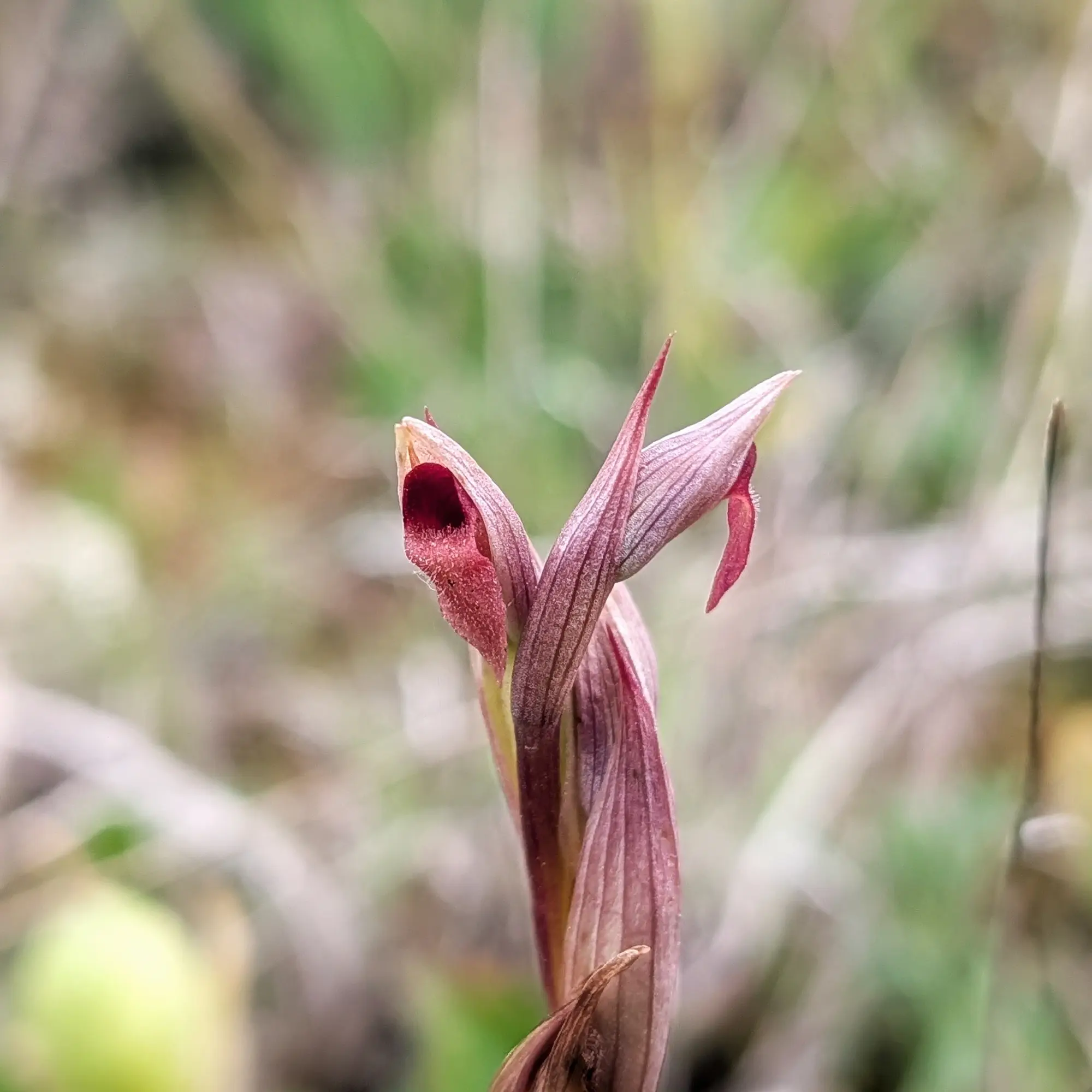 Close-up of a Serapias parviflora orchid showing reddish-brown petals and a dark, hairy opening.