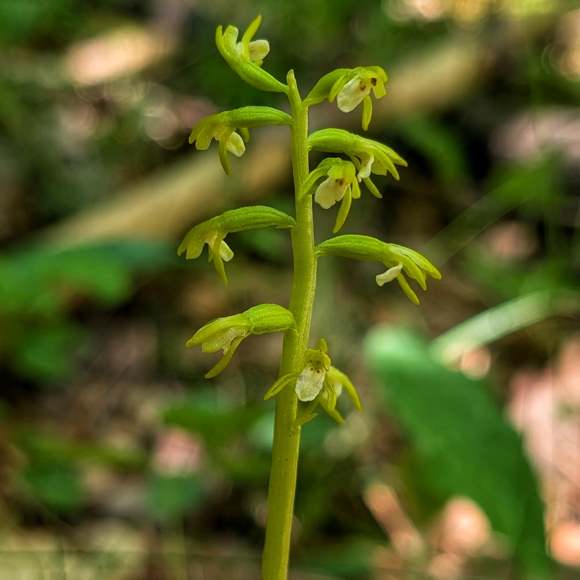 Specimen of Corallorhiza trifida from the Catalan Pre-Pyrenees