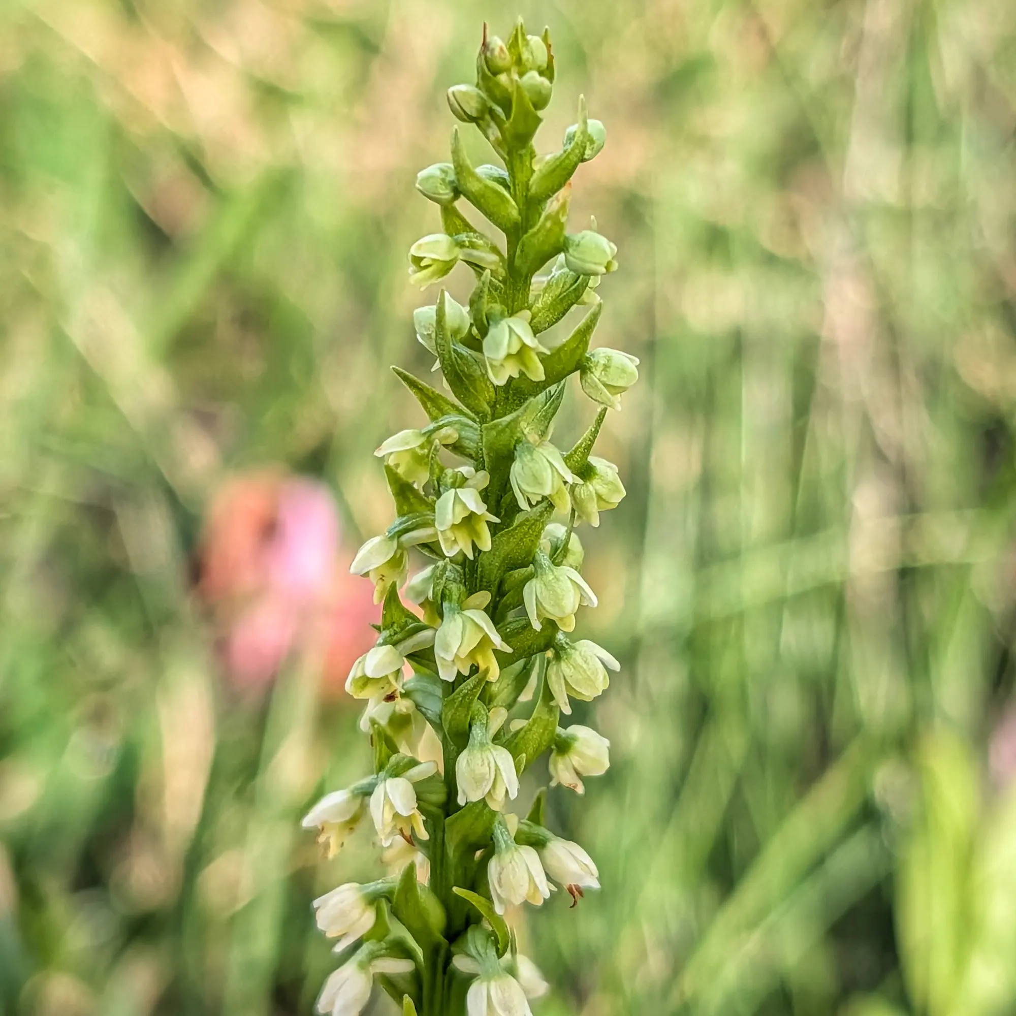 Primer pla d'una orquídia Pseudorchis albida amb la seva tija alta de moltes flors petites de color blanc verdós pàl·lid en focus suau.