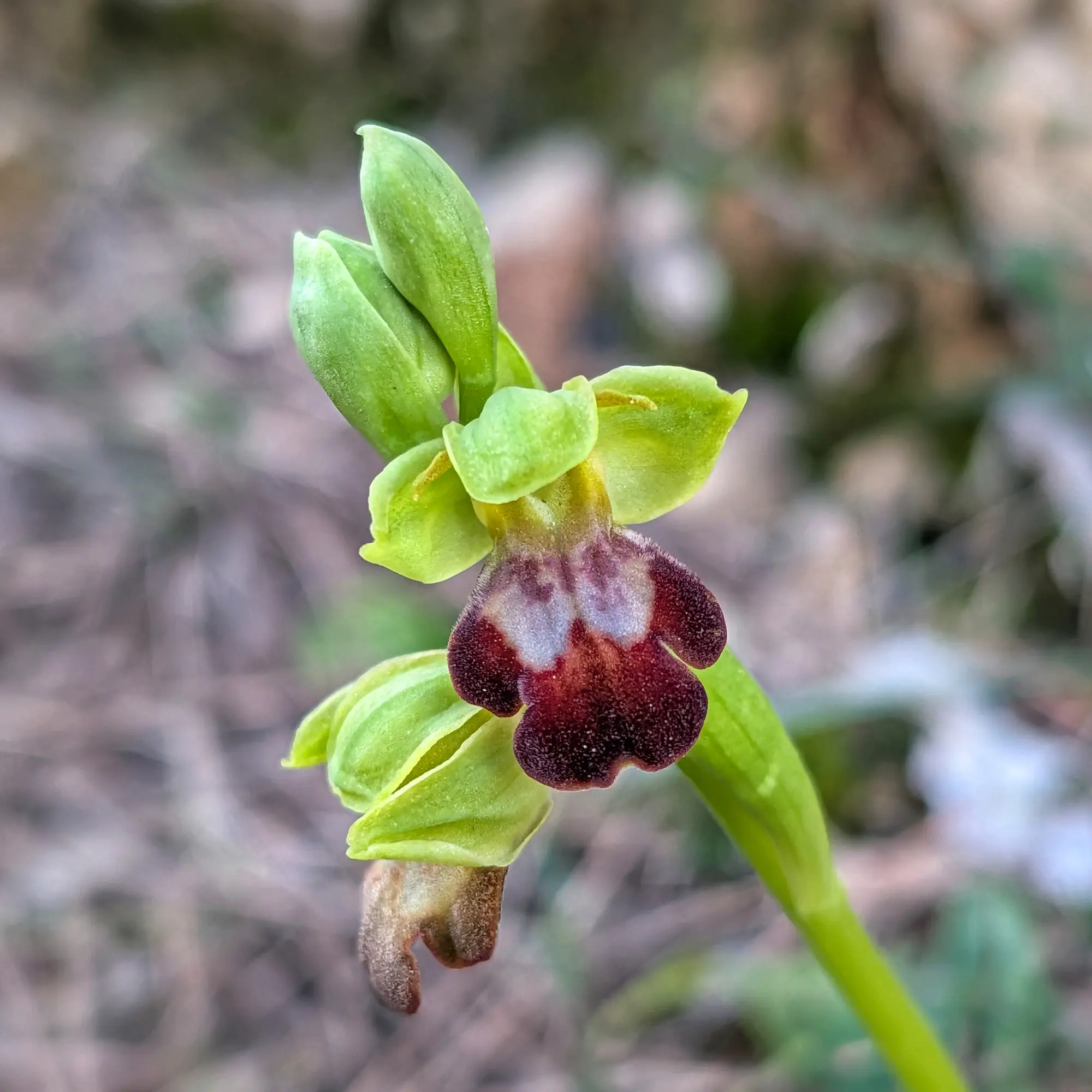 Primer pla d'una orquídia Ophrys forestieri en flor al Montgrí.