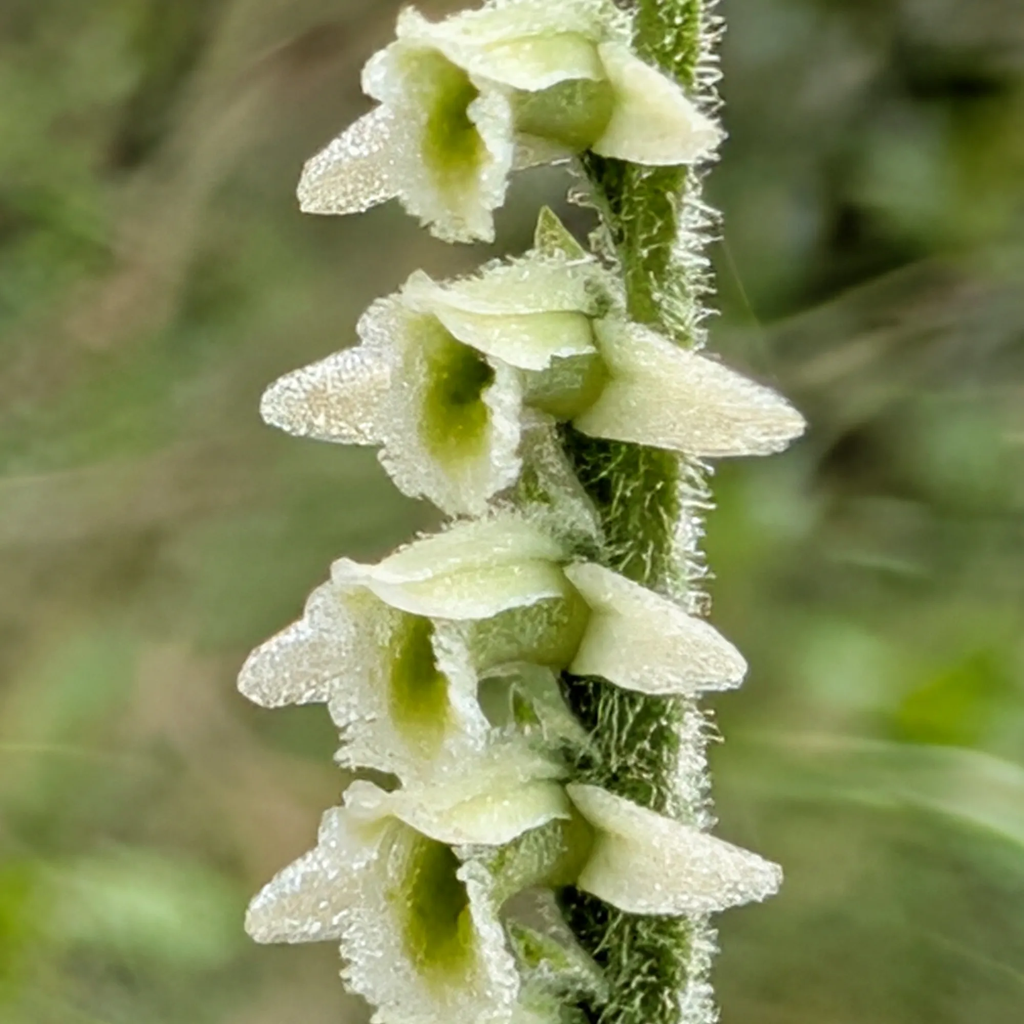 Spiranthes spiralis