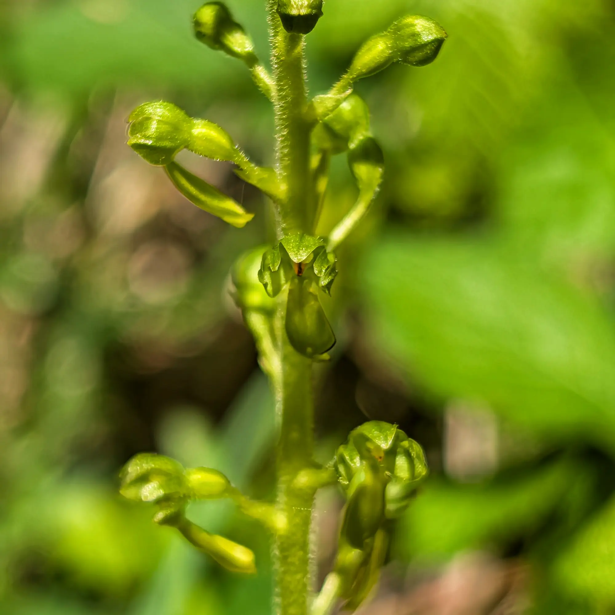 Close-up of Neottia ovata (Common Twayblade) showing green flowers on a hairy stem against a blurred green background.
