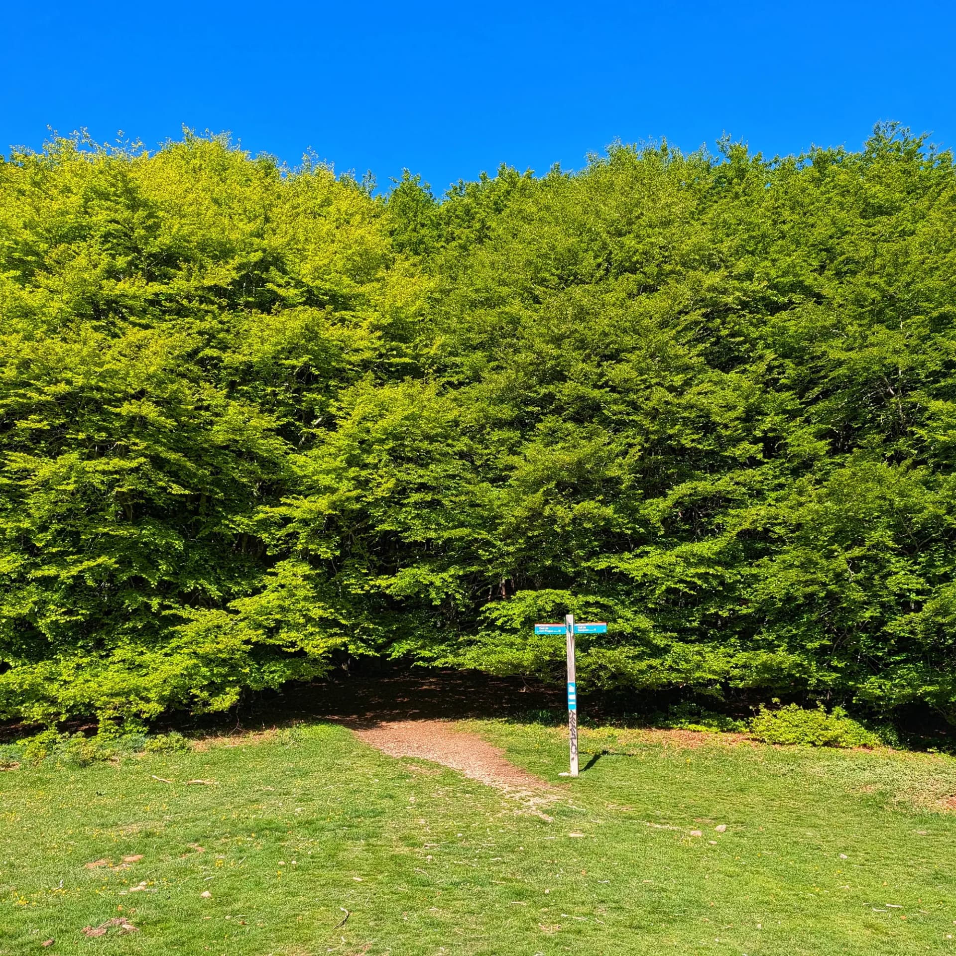 Pal indicador de senderisme en un camí de terra que entra en un bosc dens de fullatge verd sota un cel blau.