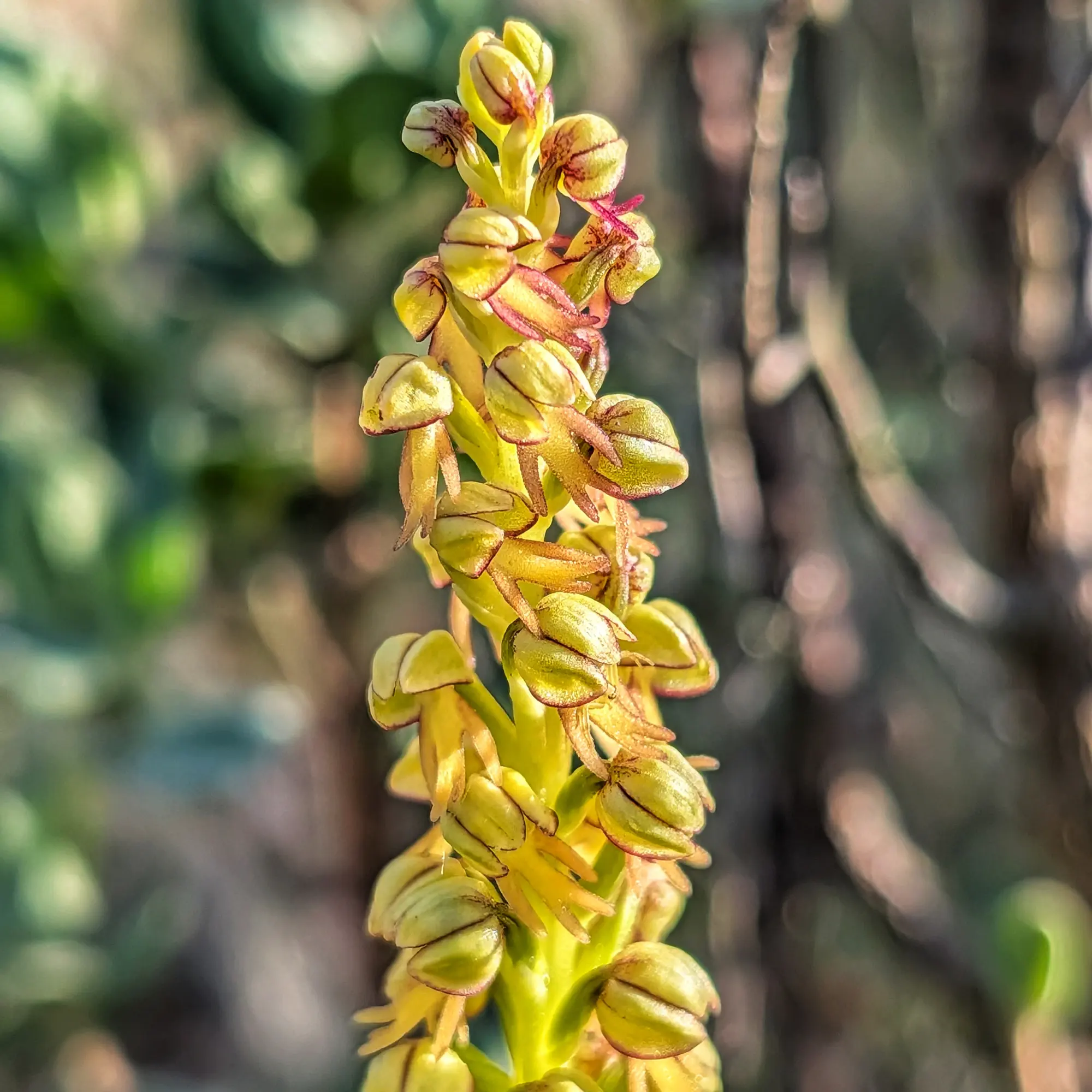 Primer pla d'una orquídia Orchis anthropophora, amb flors groc-verdoses i detalls marronosos sobre un fons borrós.