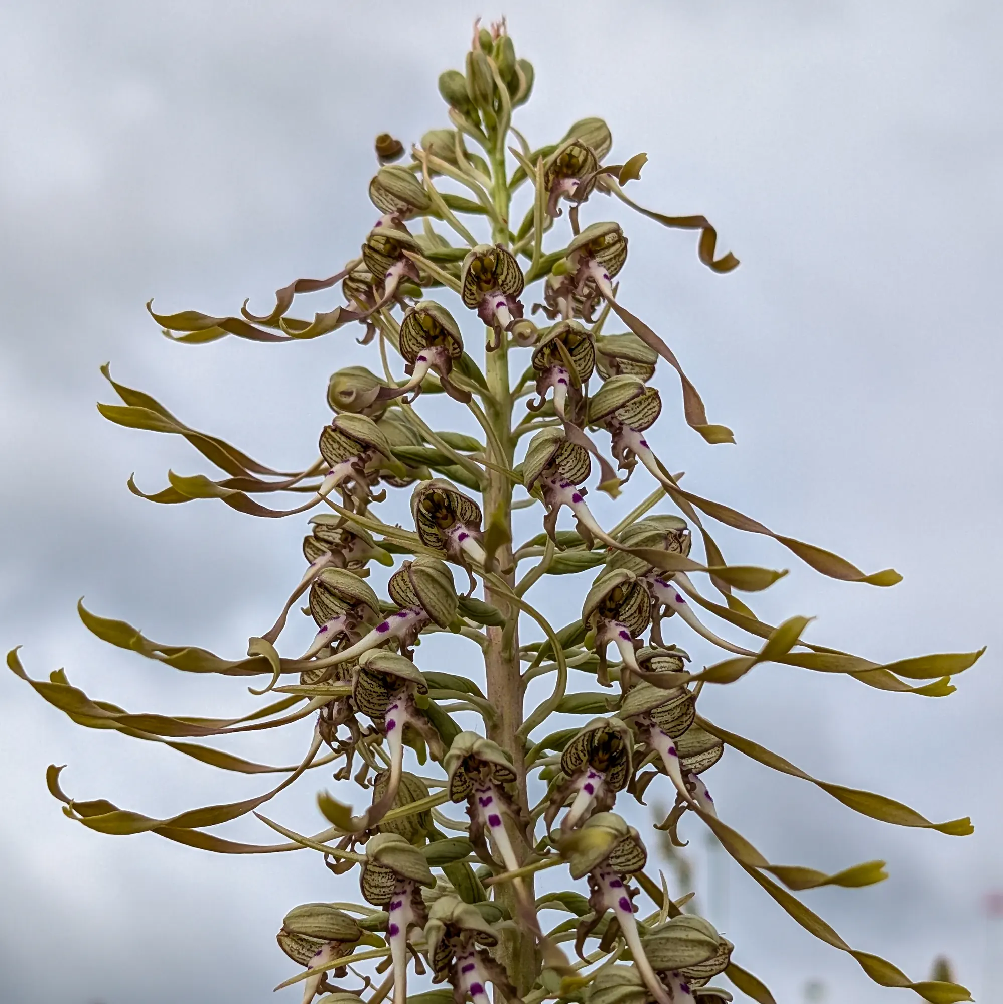 Specimen of Himantoglossum hircinum backlit, a greener rather than pinker specimen from the Corbières (France)