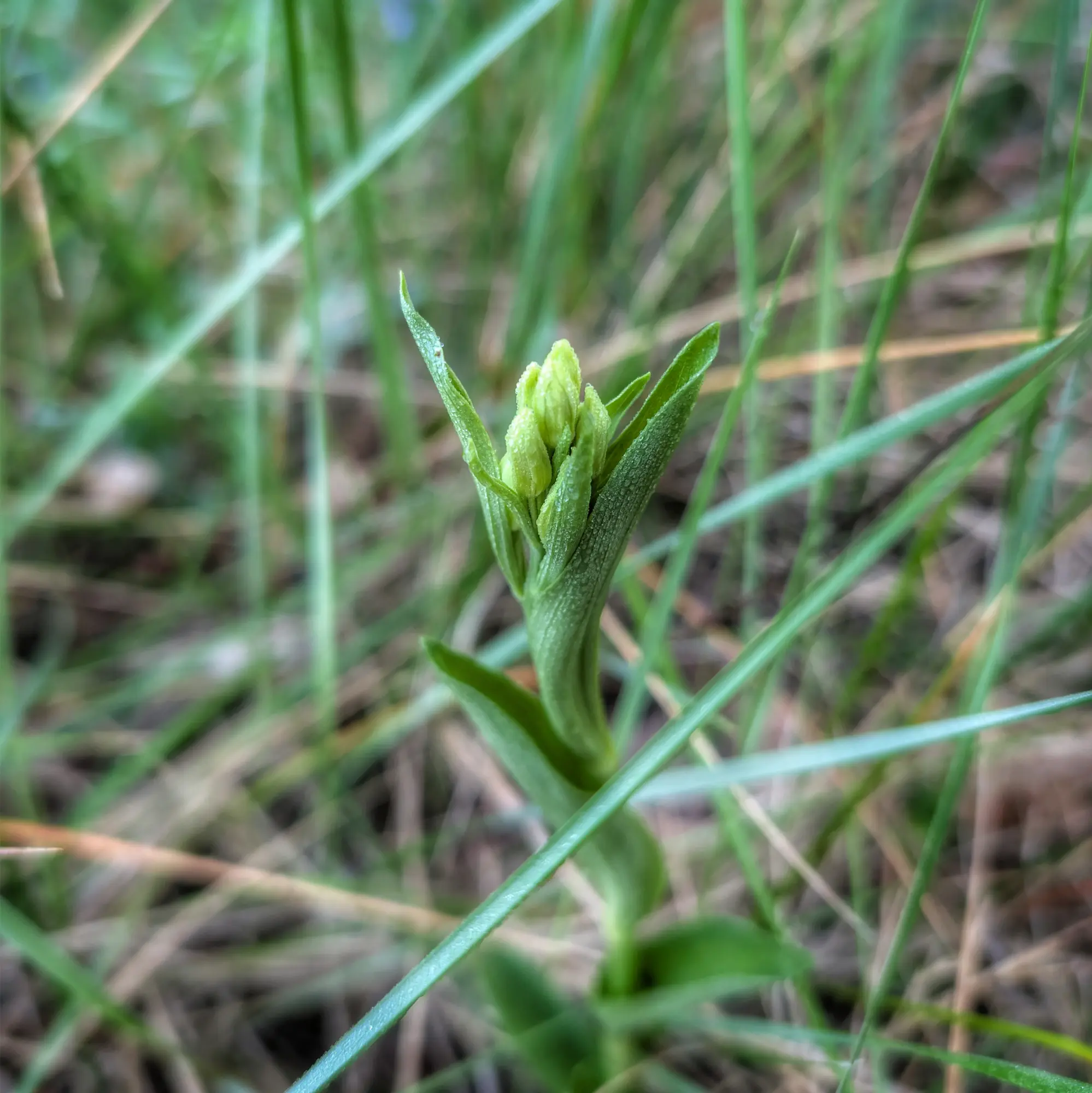 Close-up of green Cephalanthera damasonium flower buds with dew drops, surrounded by grass.