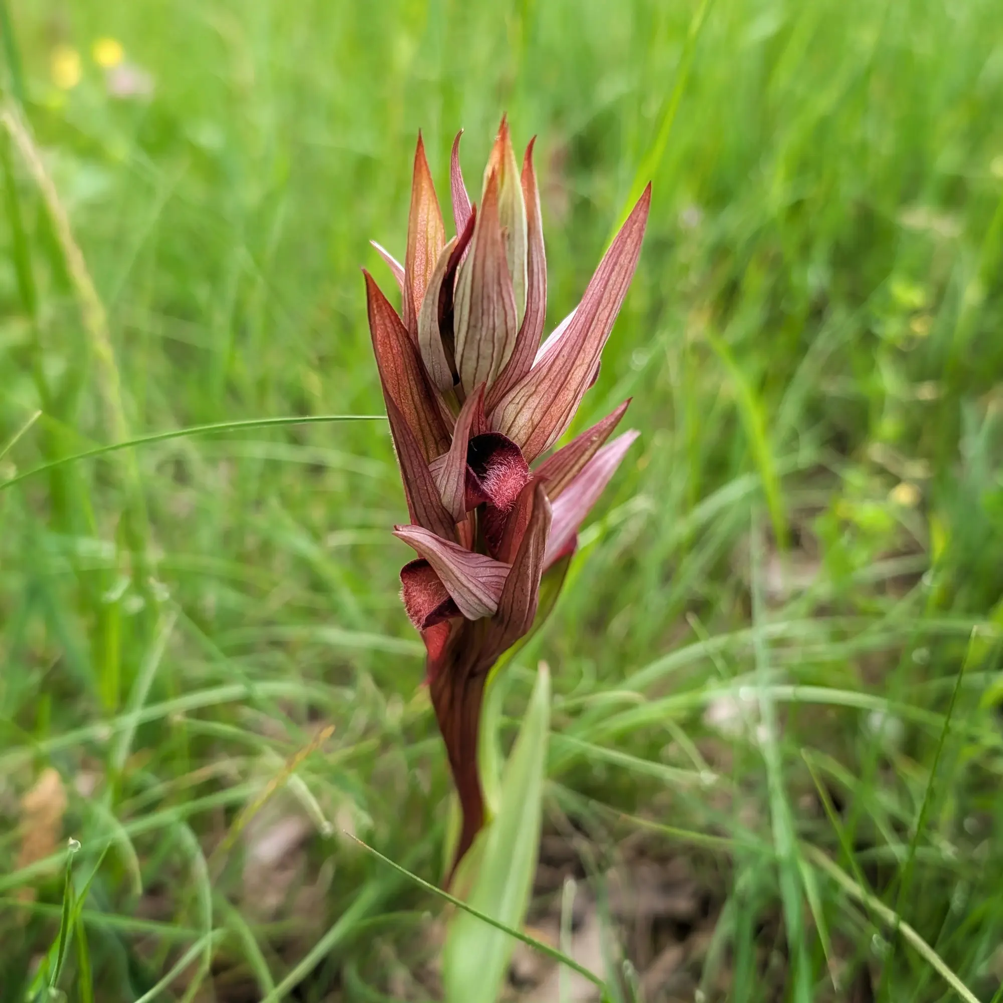 Orquídia Serapias vomeracea amb pètals marró-vermellosos i llavi fosc pelut, sobre fons verd borrós.