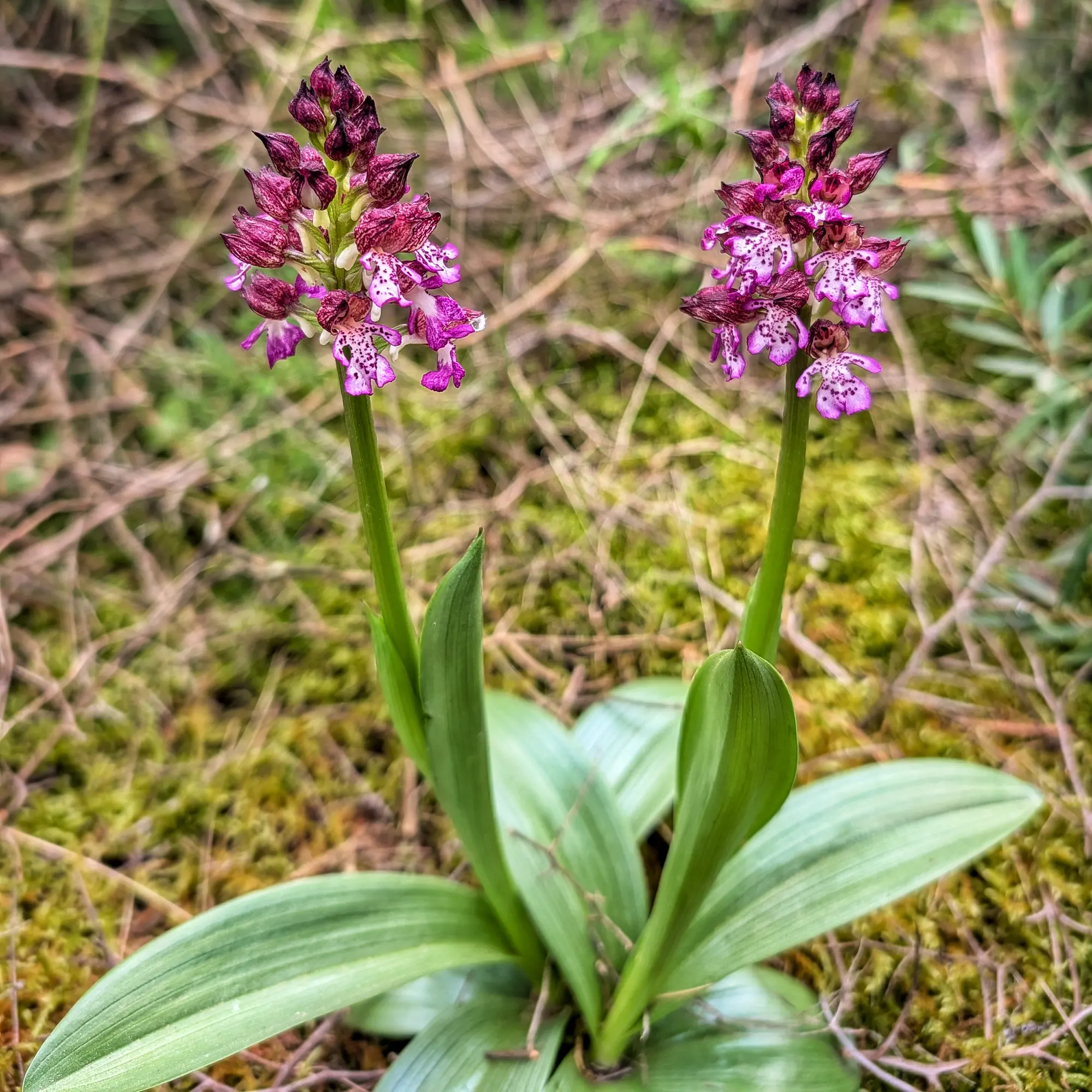 Two lady orchid (Orchis purpurea) plants with purple flowers and white spotted lower petals, green leaves. Blurred forest background.