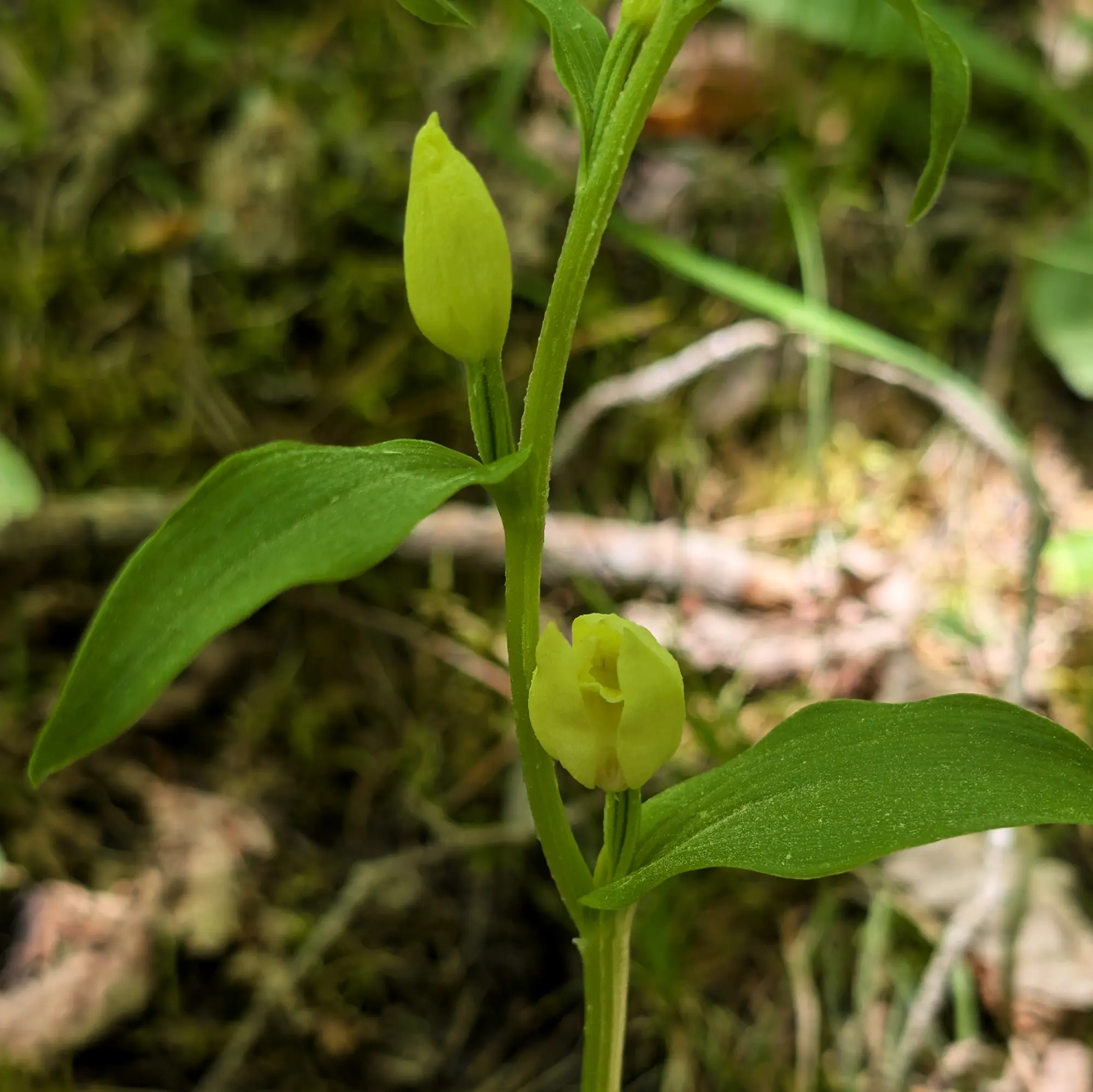 Cephalanthera damasonium from the Catalan Pre-Pyrenees
