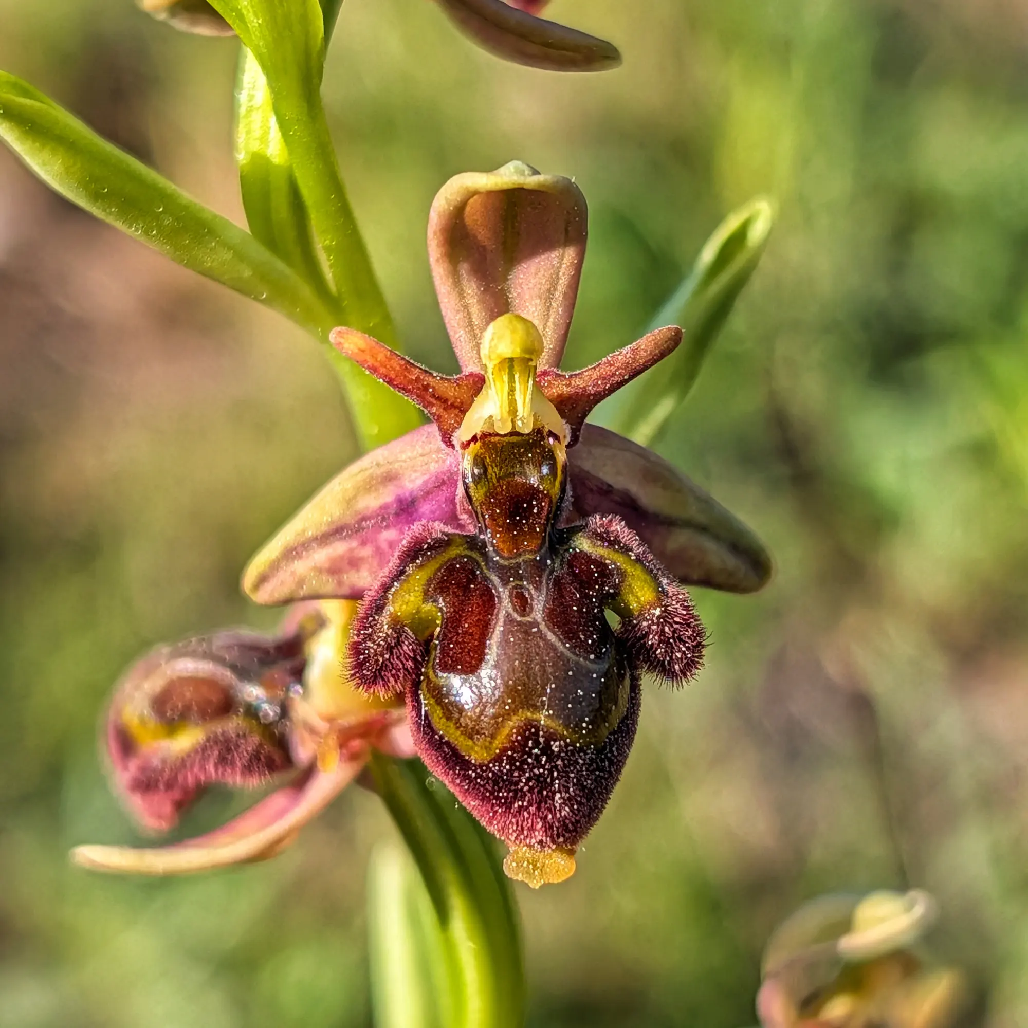 Primer plano de orquídea Ophrys x castroviejoi con pétalos marrones, rojos, amarillos y blancos sobre fondo verde borroso.