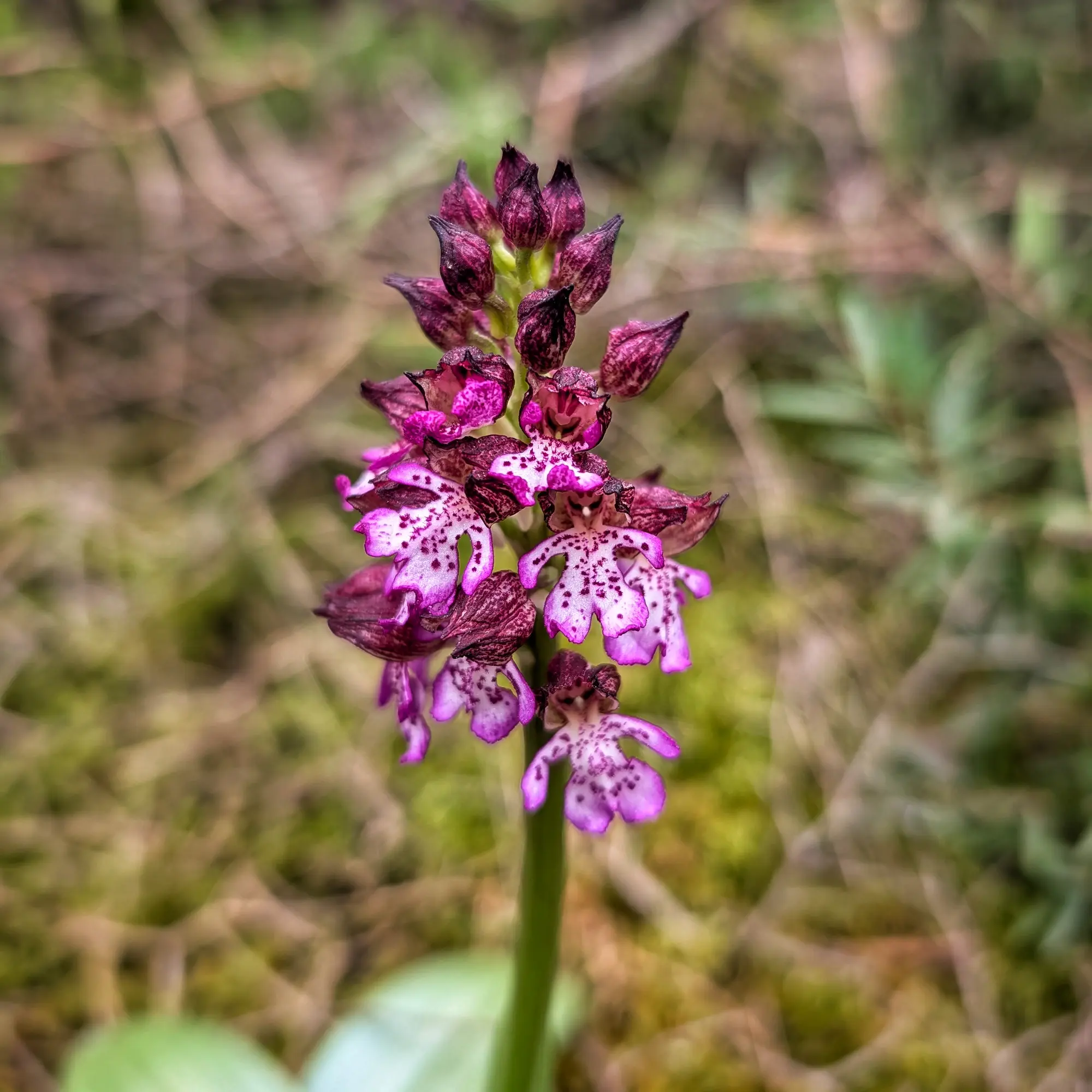 Close-up of a Lady Orchid (Orchis purpurea) with purple and white spotted flowers, photographed in Alt Empordà.