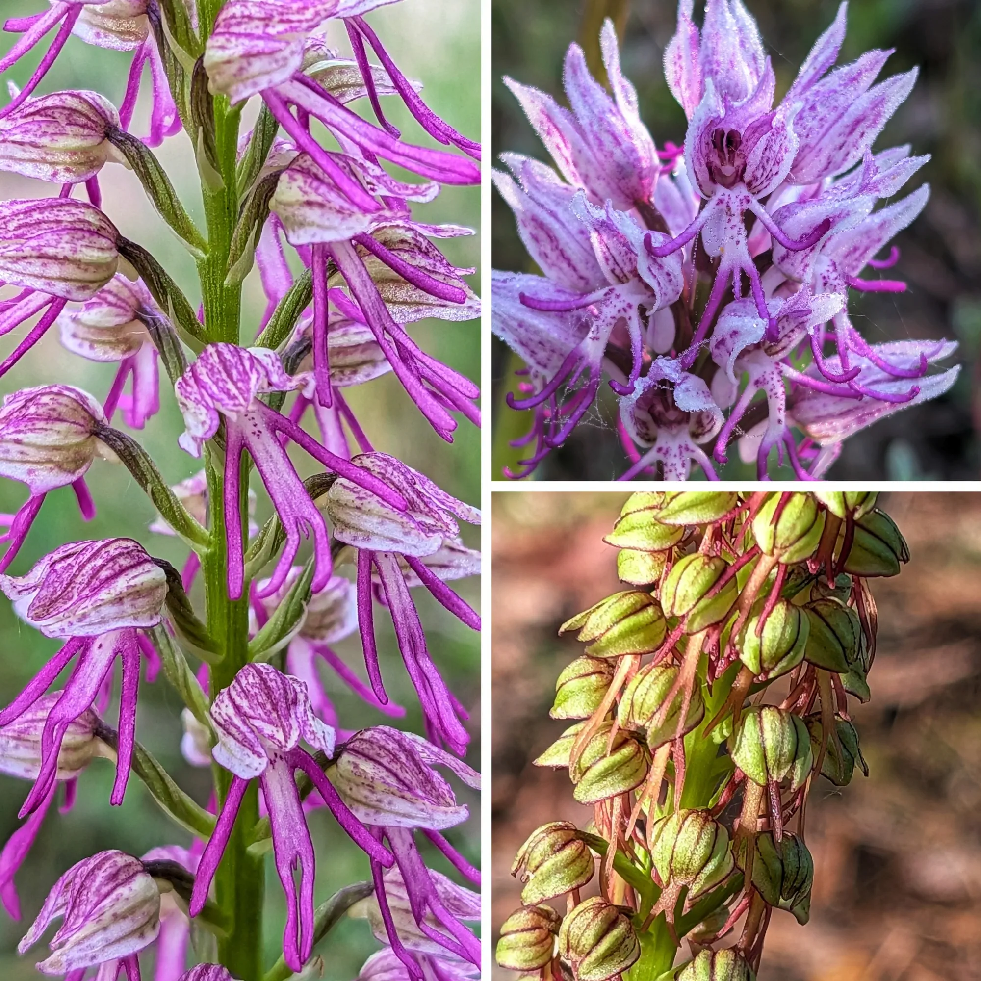 Col·lage d'orquídies: Orchis x bergonii, O. simia (superior dreta) i O. anthropophora (inferior dreta).
