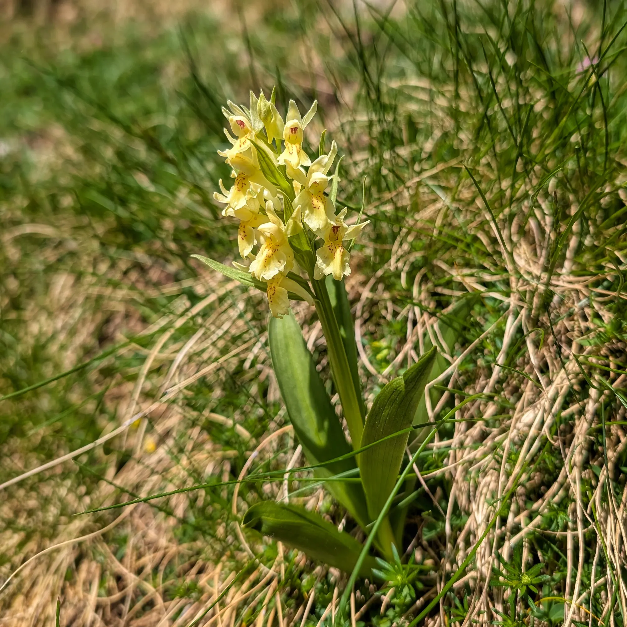 Orquídia Dactylorhiza sambucina amb fulles verdes vora llacs de muntanya als Ibones de Barbarisa.