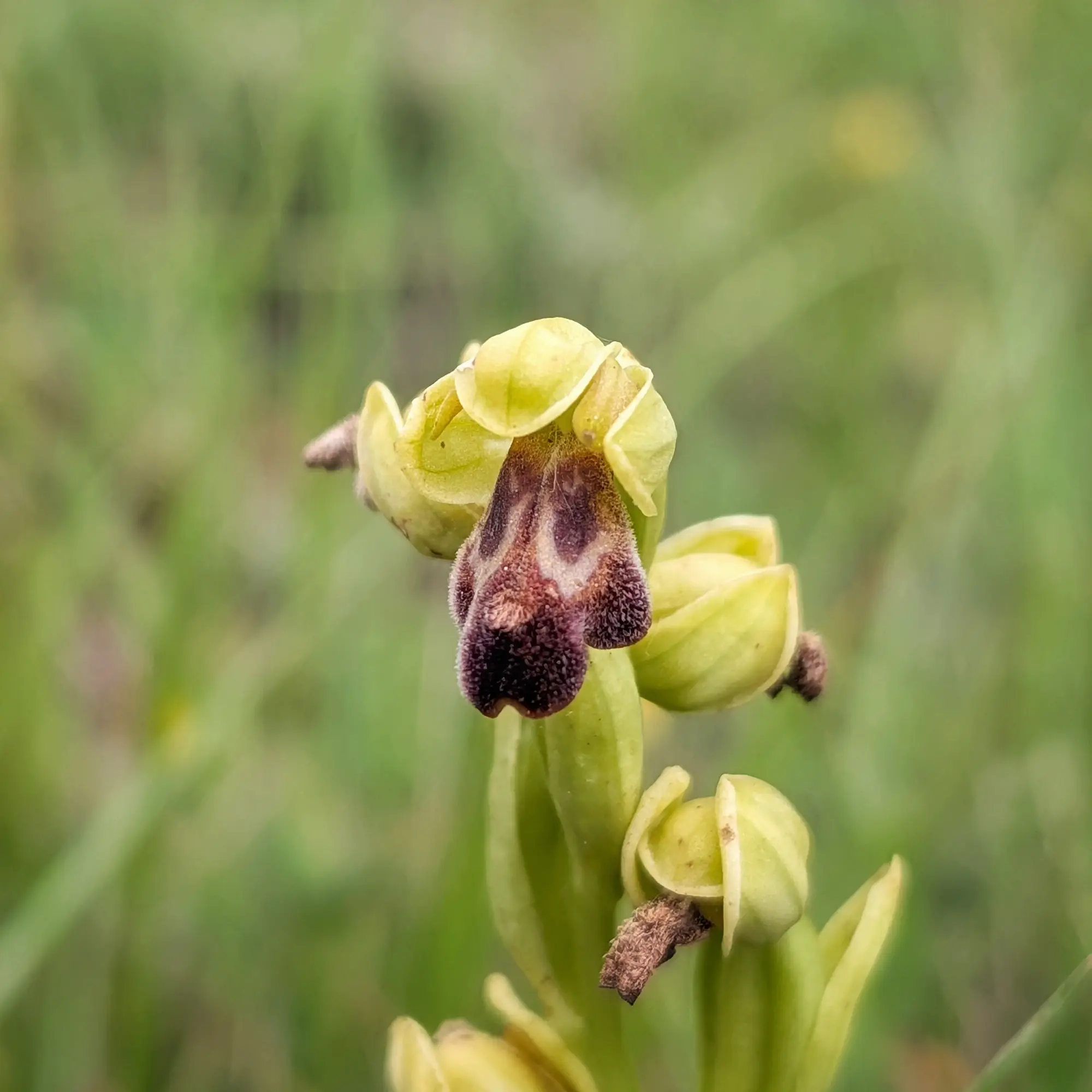Primer pla d'una orquídia (Ophrys vasconica) groc-verd amb un label vellutat marró fosc i patró central clar.