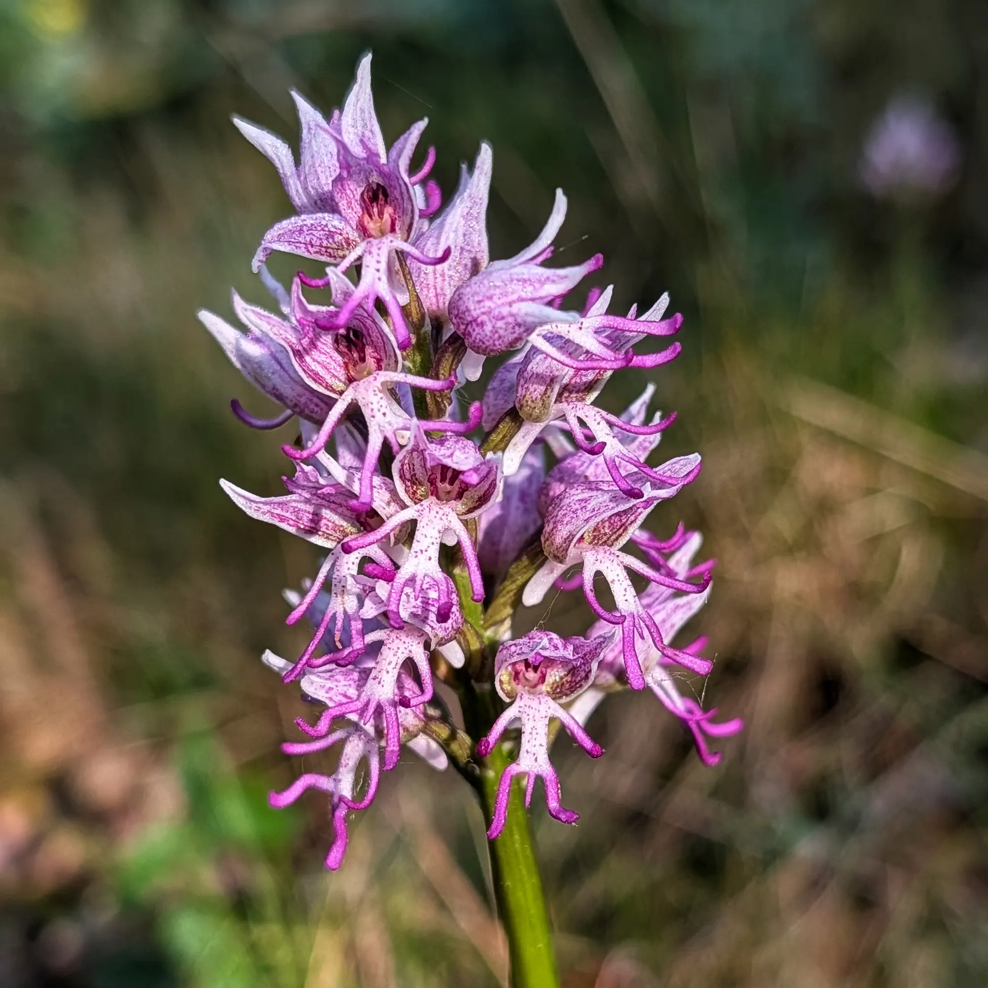 Detall d'una orquídia simia (Orchis simia) amb flors liles i magentes sobre tija verda, amb gotes de rosada.