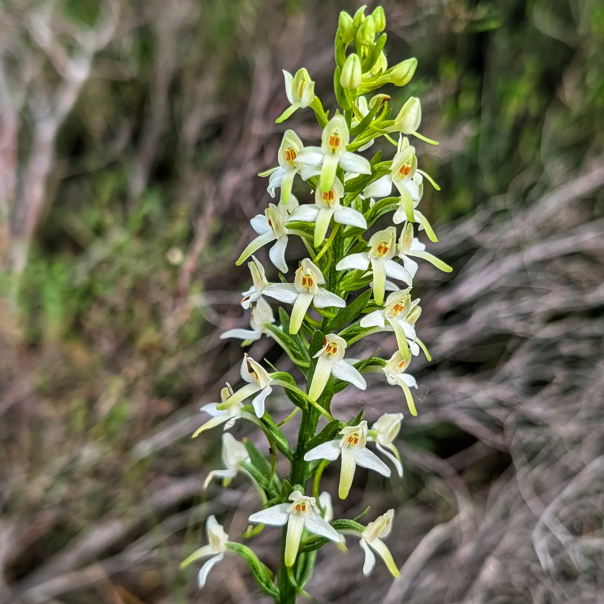 Primer pla d'orquídia Plathantera bifolia amb flors blanques i verdoses en tija, fons borrós natural.