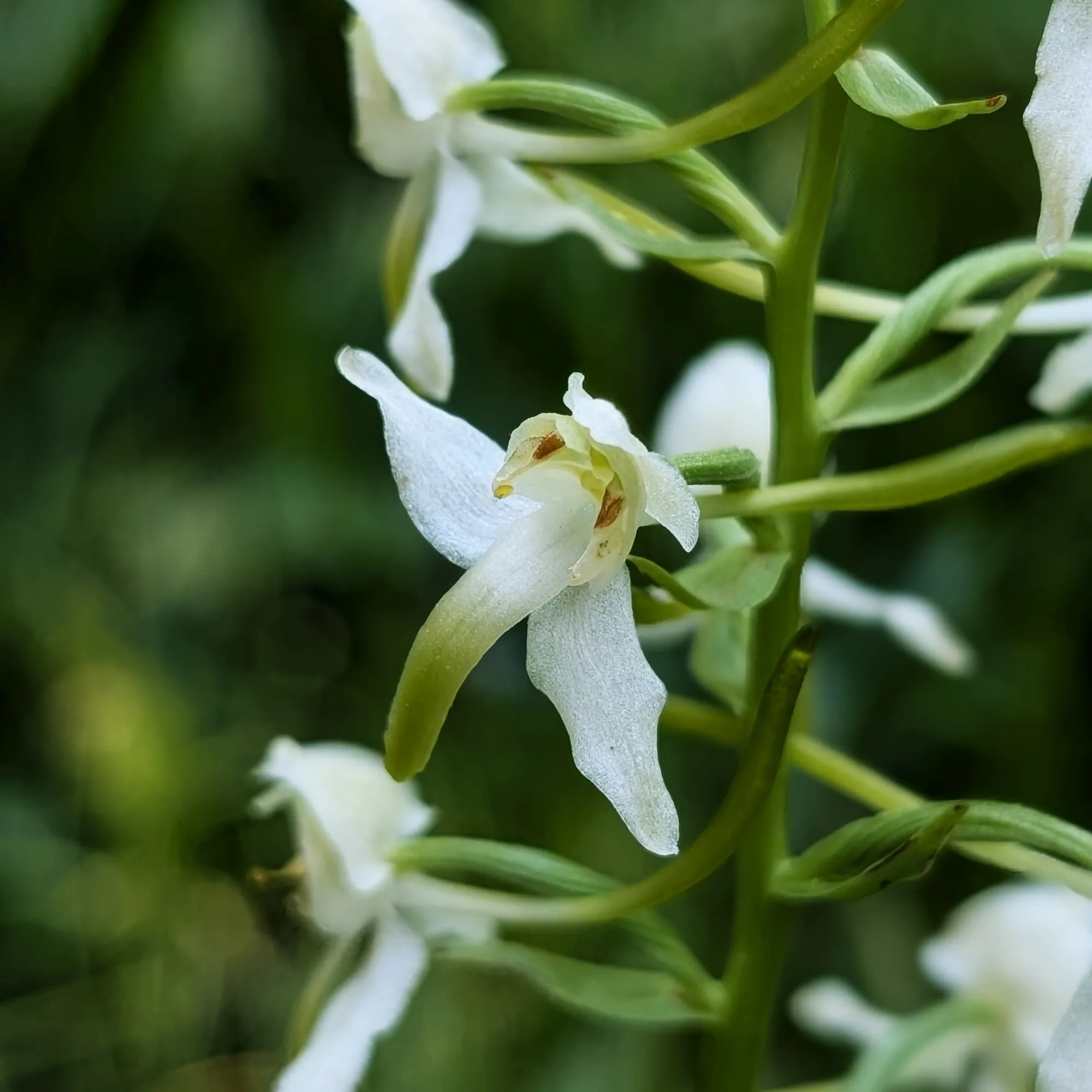 Platanthera chlorantha amb floració passada
