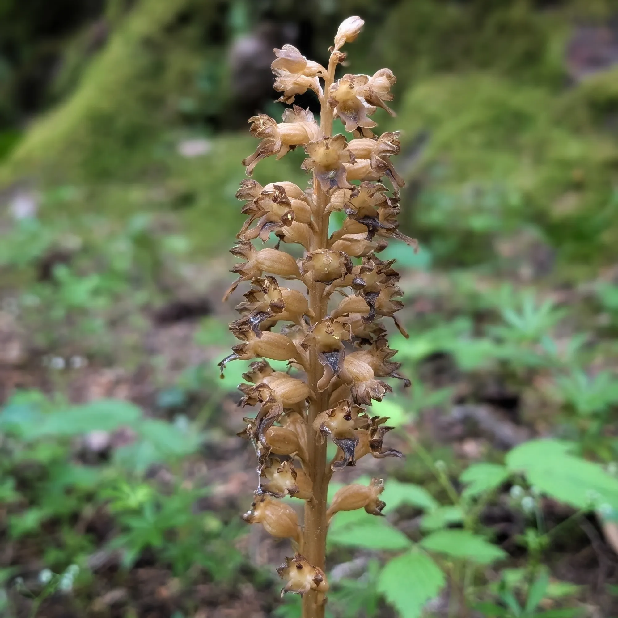 Neottia nidus-avis (Magraneta Borda) al Bosc del Gerdar