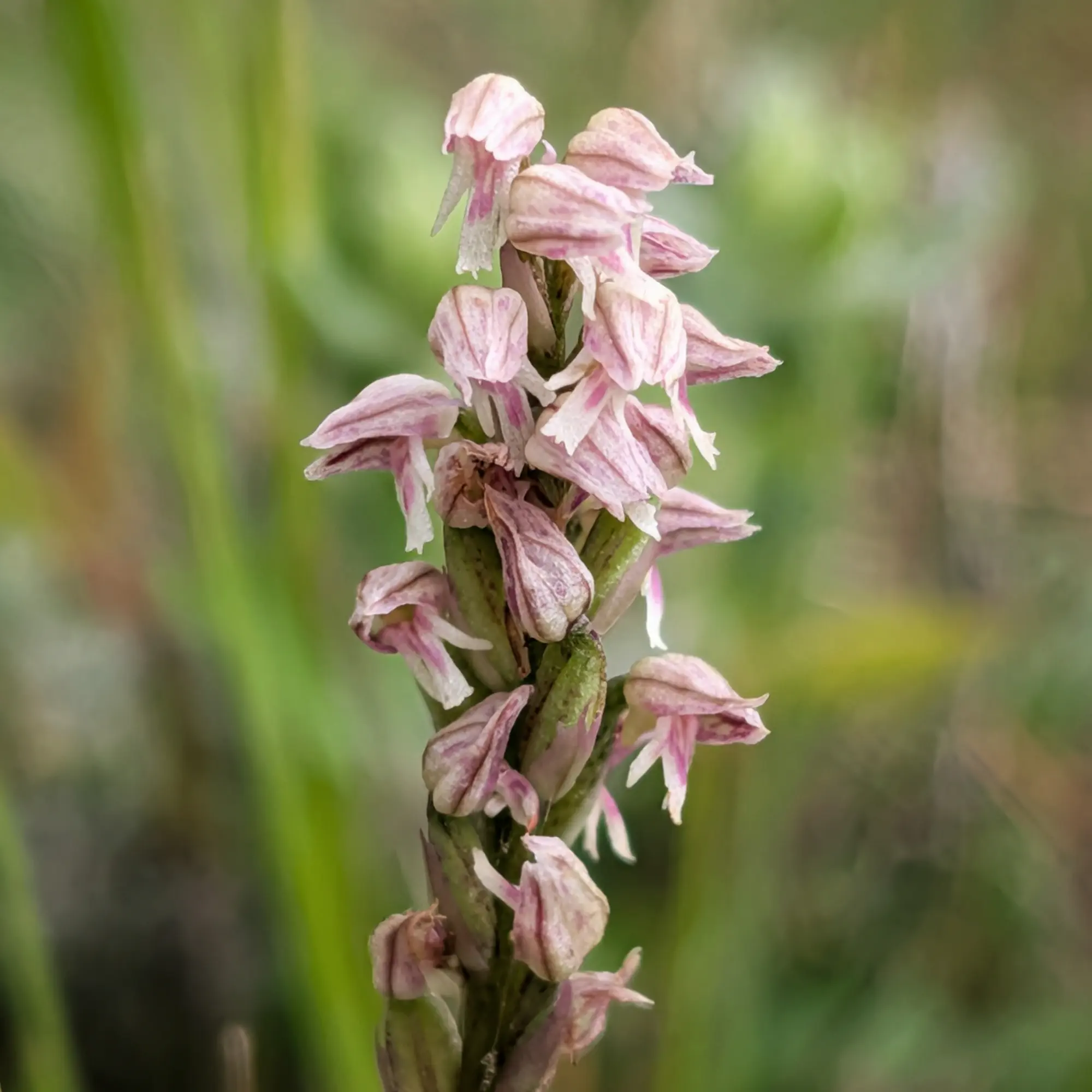Espiga de flors rosades i blanques amb vetes morades de Neotinea maculata sobre fons verd.