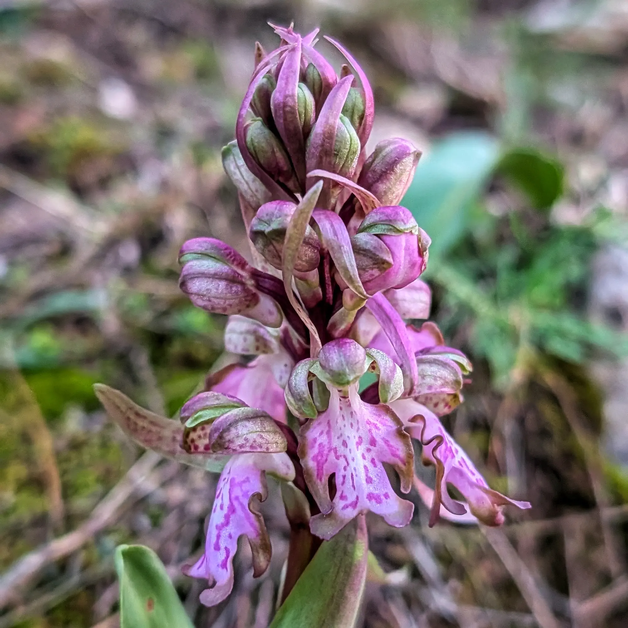 Orquídia Himantoglossum robertianum en flor, fulles verdes, sobre terreny rocós del Montgrí.