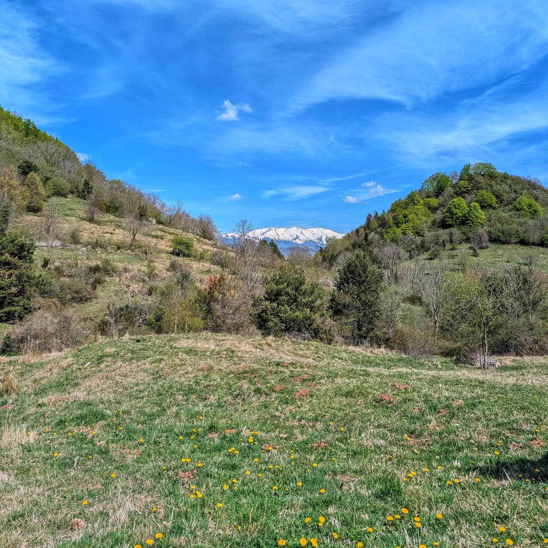 Vista del Canigó nevat des del Coll de la Brossa, amb camps verds plens de flors grogues i boscos.