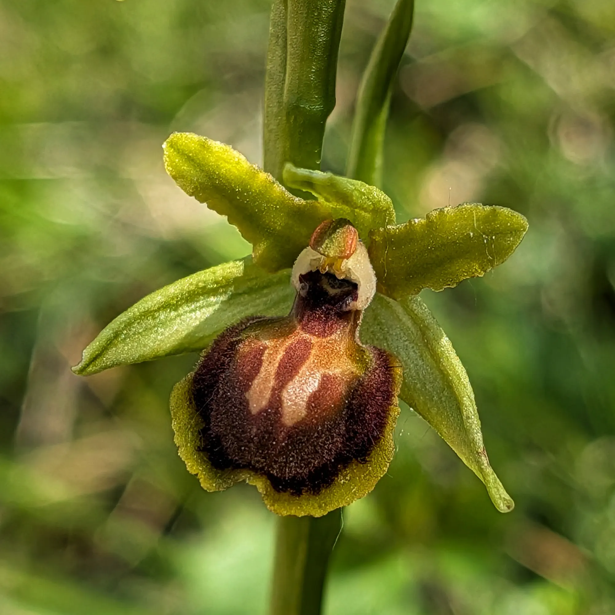Observation of Ophrys passionis with Atypical Traits in Garrotxa and La Selva