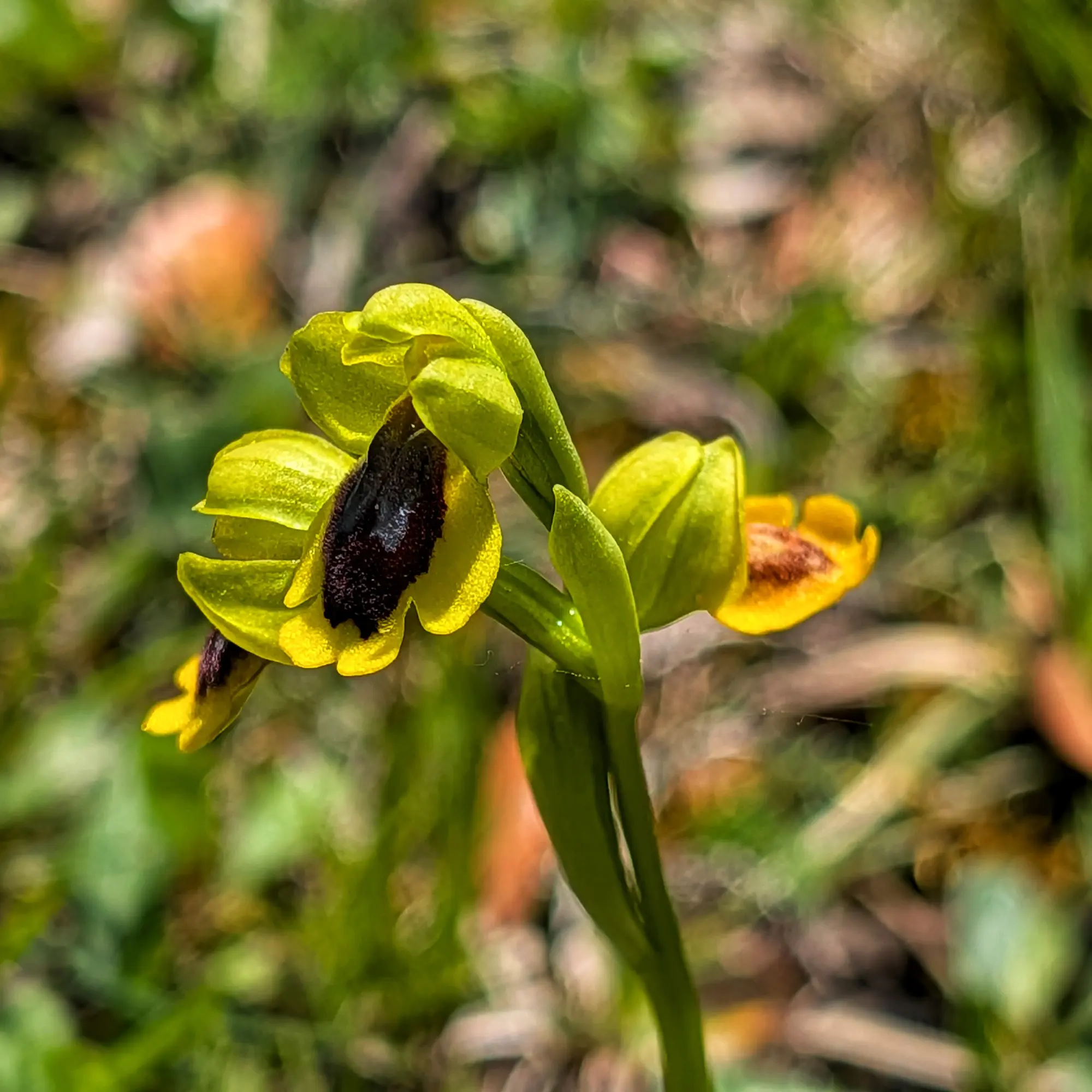 Close-up of a yellow and dark brown Ophrys lutea orchid flower on a green stem with blurred background.
