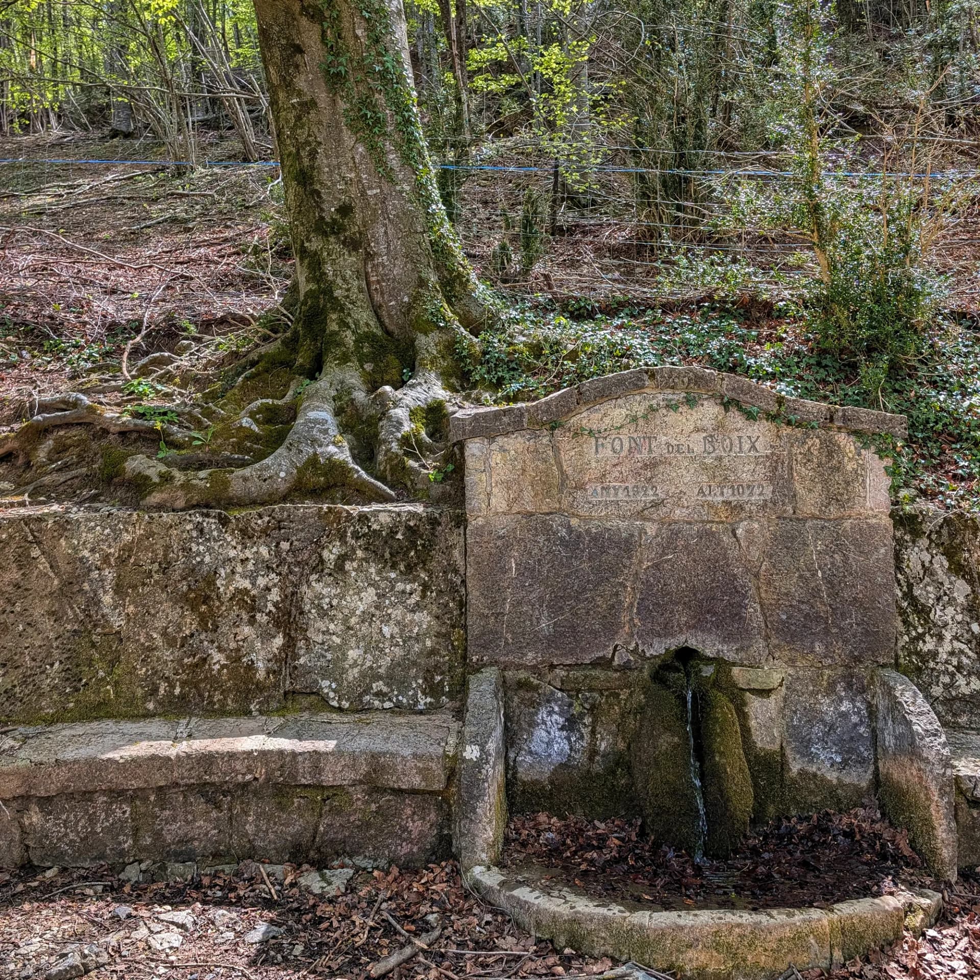 Font de pedra 'Font del Boix' (1922, 1072m) amb aigua, ubicada al costat d'arrels d'arbre exposades al bosc.