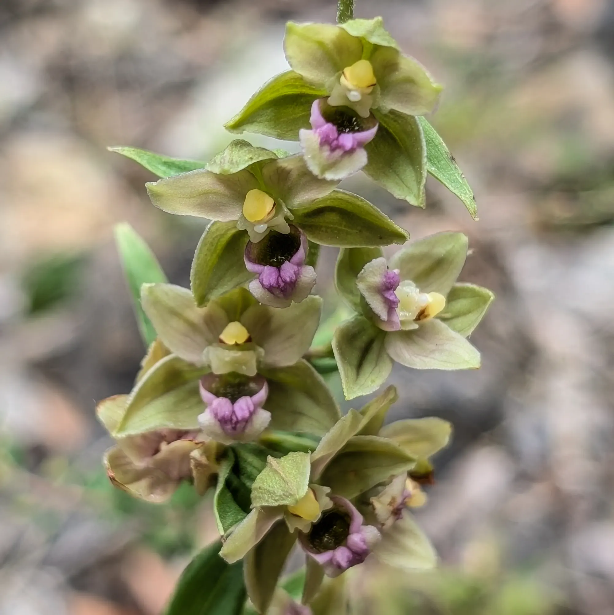 Specimen of Epipactis tremolsii near some mines in Montgaillard (France)