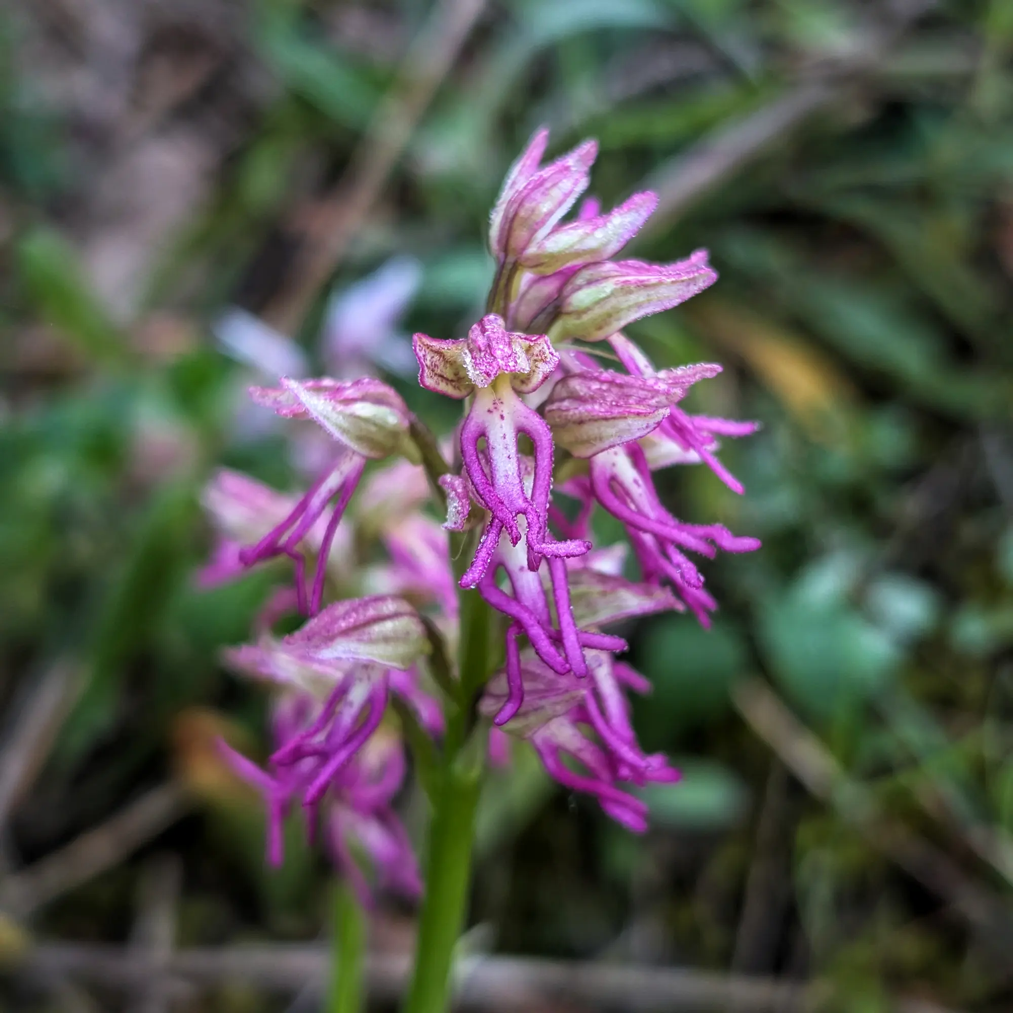 Primer pla d'Orchis x bergonii, orquídia amb flors magenta i verdes amb petites gotes, sobre fons verd difuminat.
