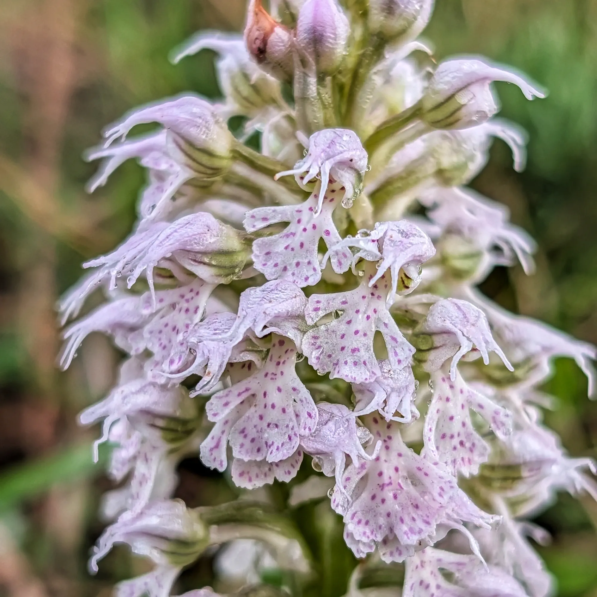 Primer pla d'una inflorescència d'orquídia Neotinea conica amb flors pálides tacades de magenta i gotes de rosada.