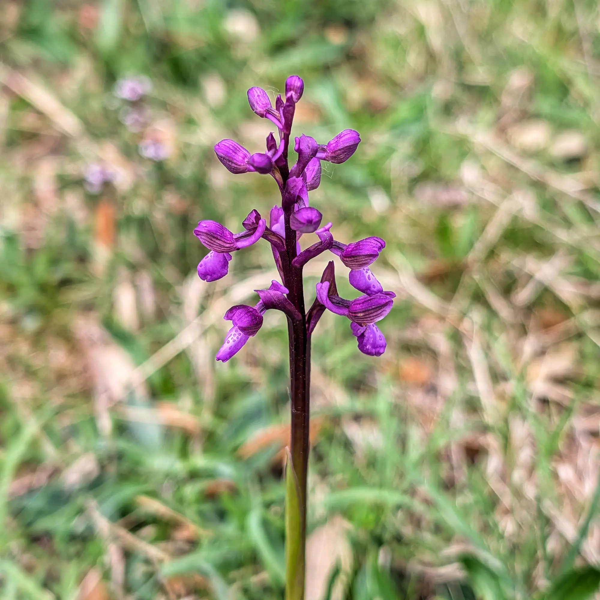 Close-up of a vibrant purple Anacamptis morio subsp. picta orchid spike against a blurred green background.